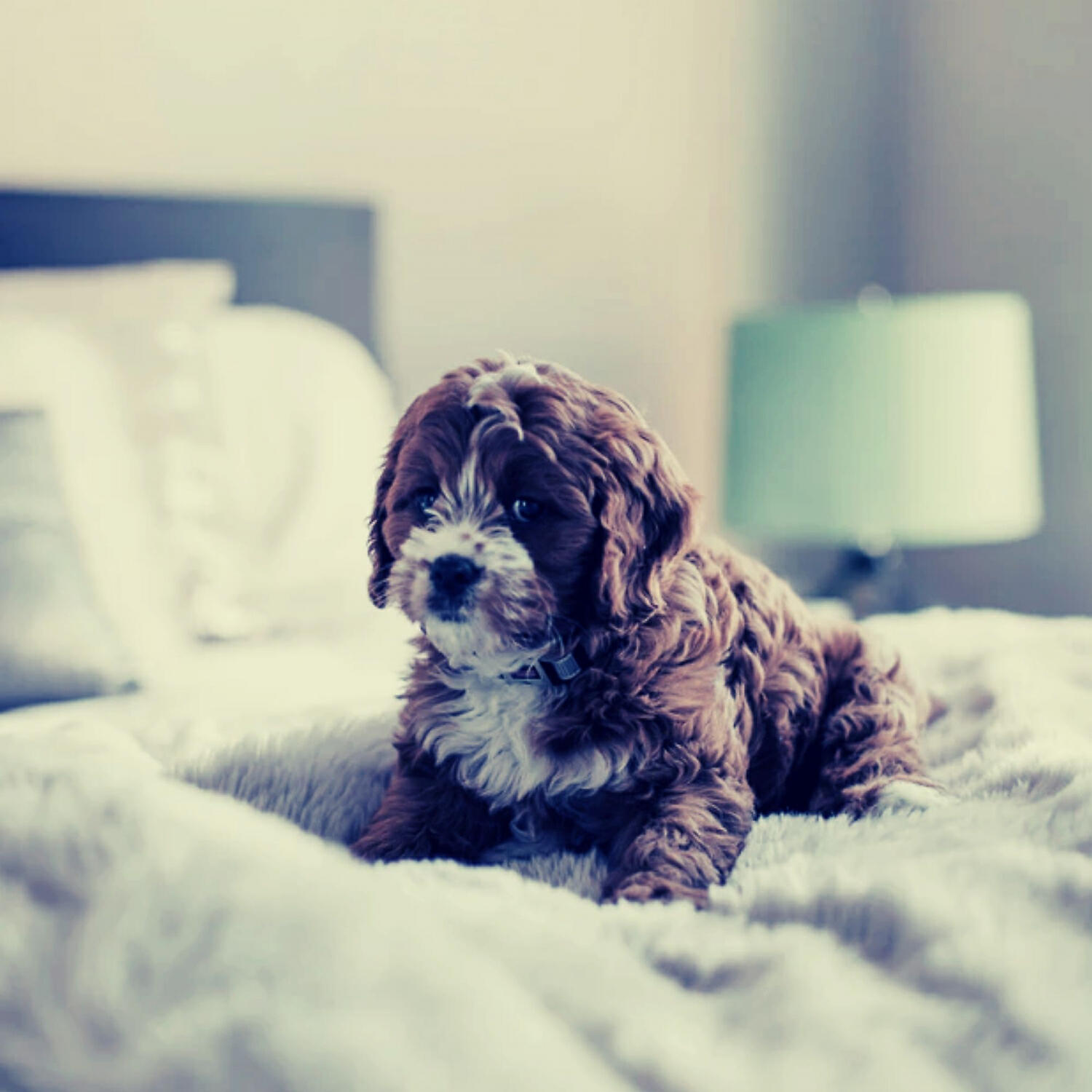 Beautiful Piano Music for Dogs - Amazing Relaxing Pups