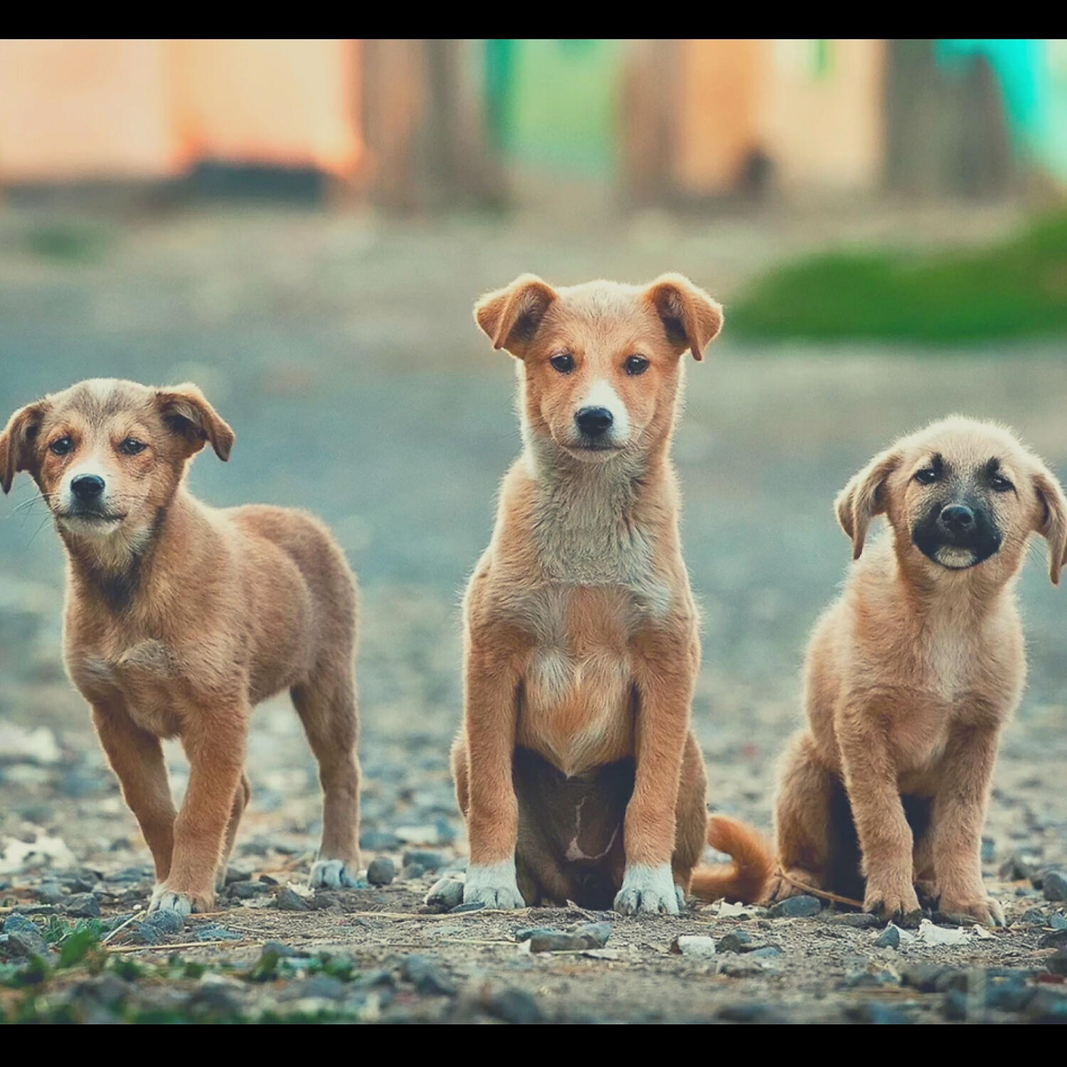 Piano Music for Dogs Moments - Vintage Music for Sleepy Dogs