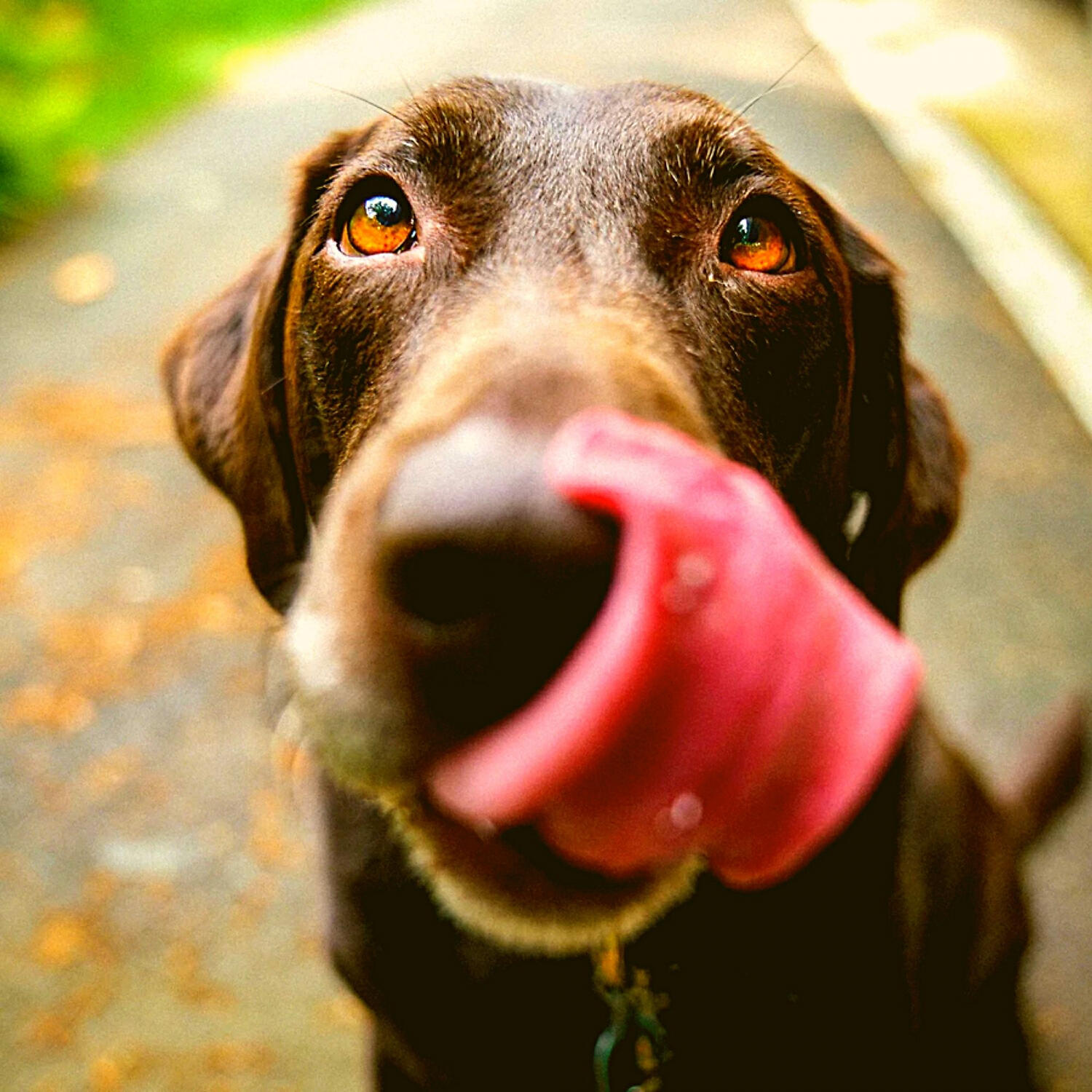 Piano Music for Dogs Vibes - Smart Solo Piano Jazz - Vibe for Calming Dogs
