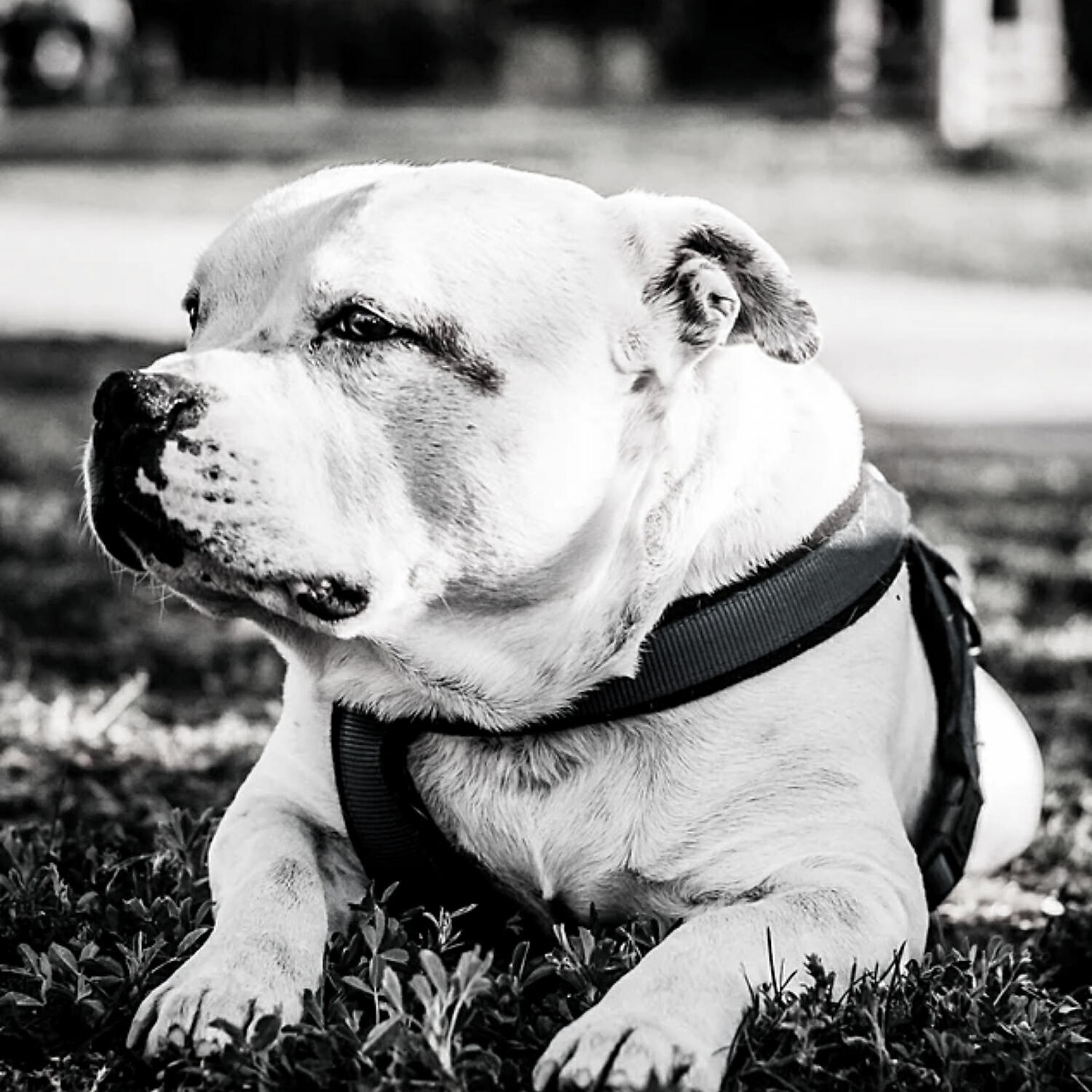Piano Music for Dogs Rhythms - Contemporary Backdrops for Calming Dogs