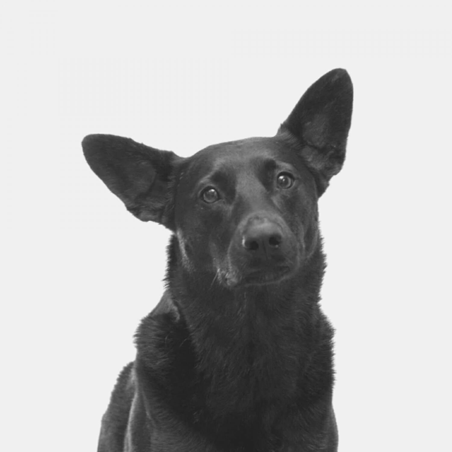 Piano Music for Dogs Vibes - Entertaining Backdrops for Sleepy Dogs