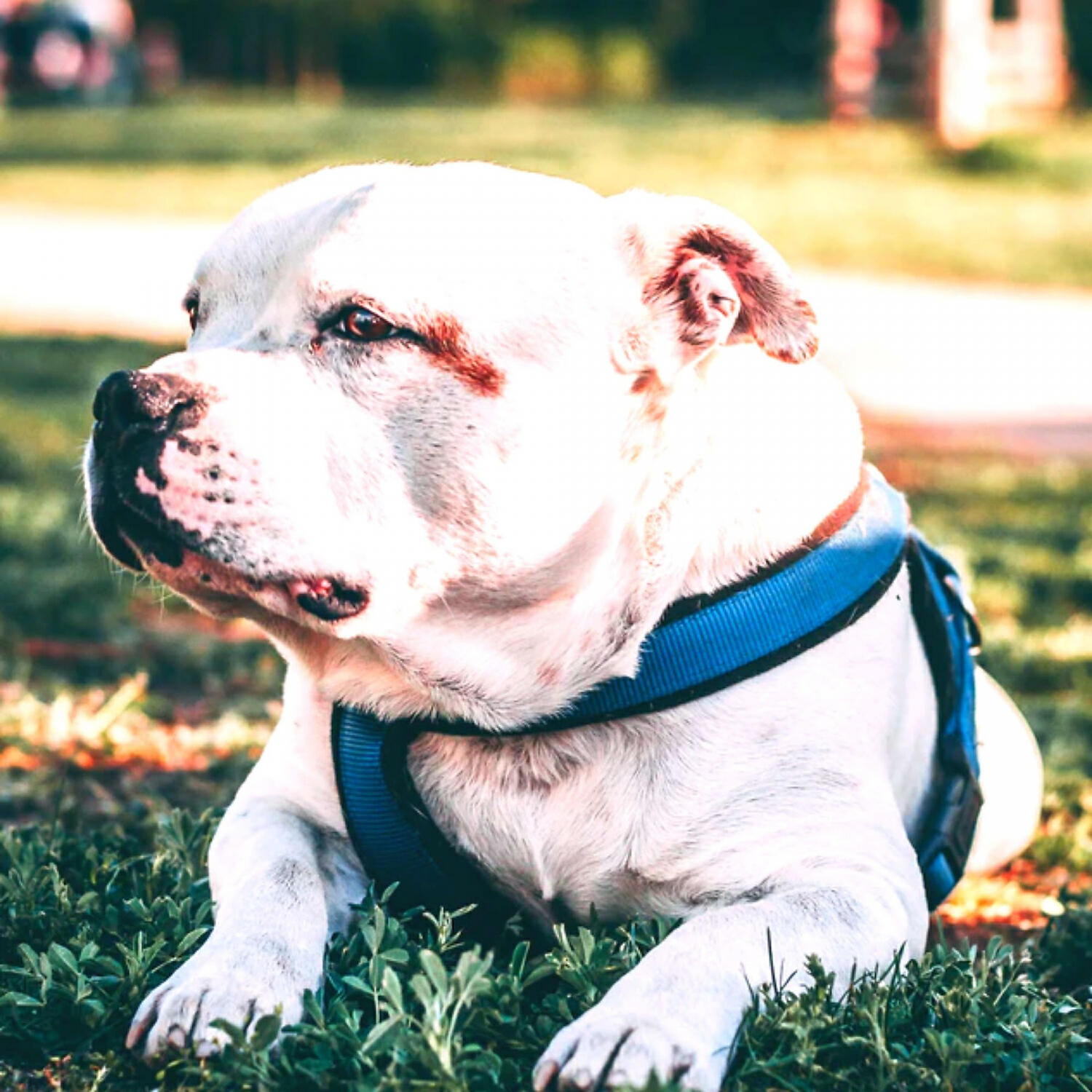 Piano Music for Dogs Seduction - Lonely Ambience for Dog Separation Anxiety