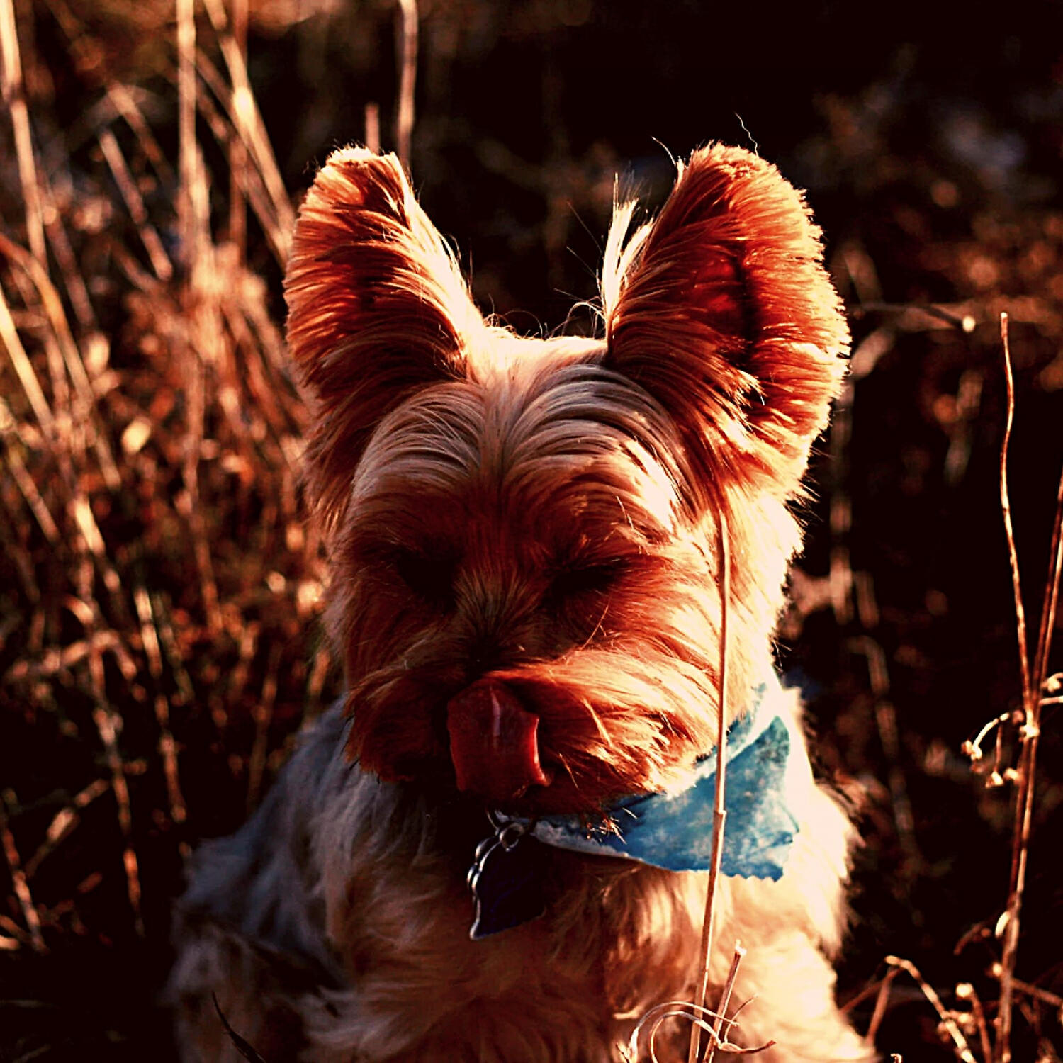 Piano Music for Dogs Ambience - Vintage Backdrops for Sleeping Puppies