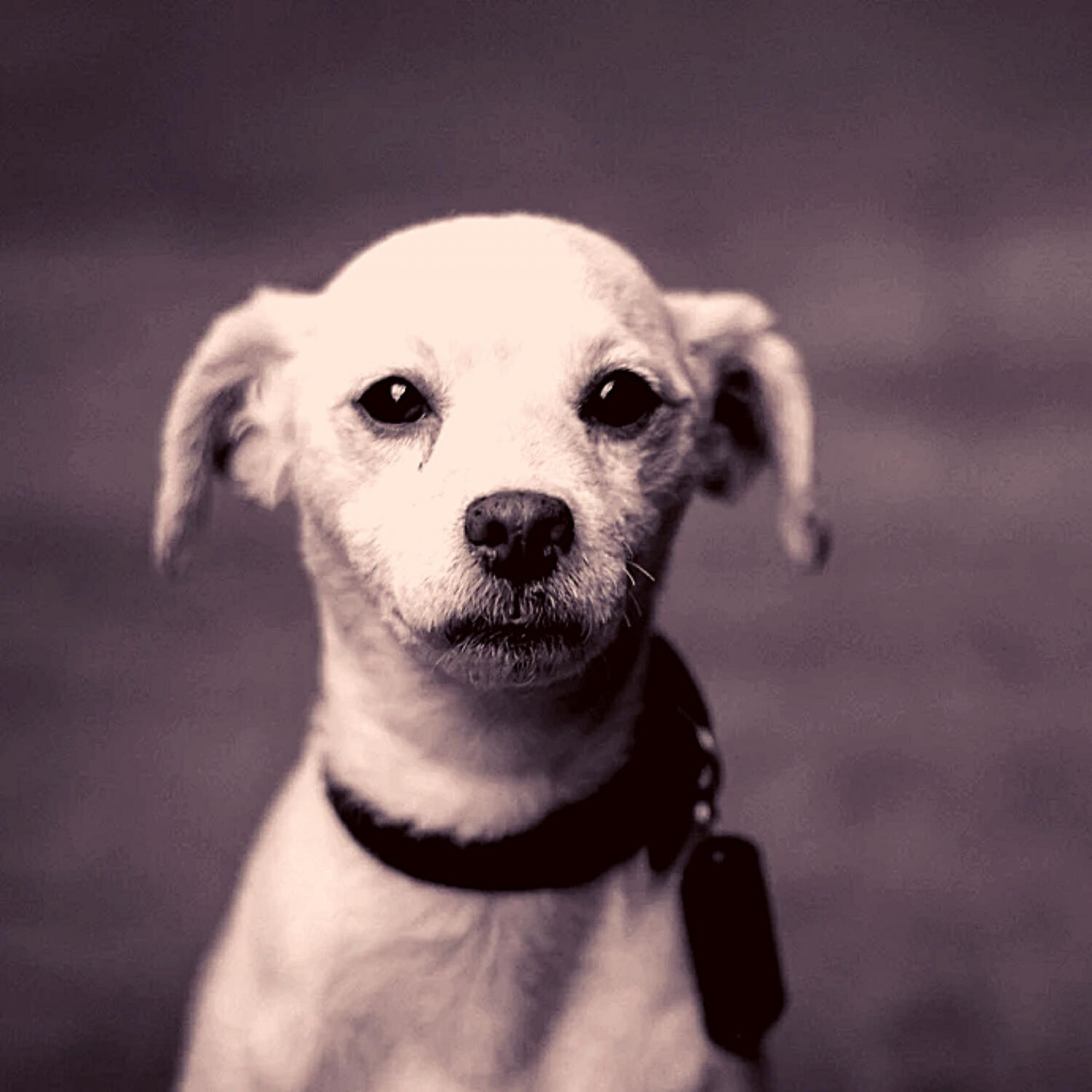 Brilliant Piano Music for Dogs - Majestic Moods for Sleeping Puppies