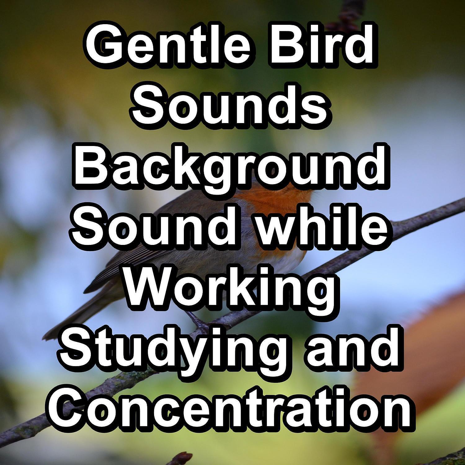 Bird Songs - ASMR Bird Sounds ASMR Instant Relaxing Loopable for the Night