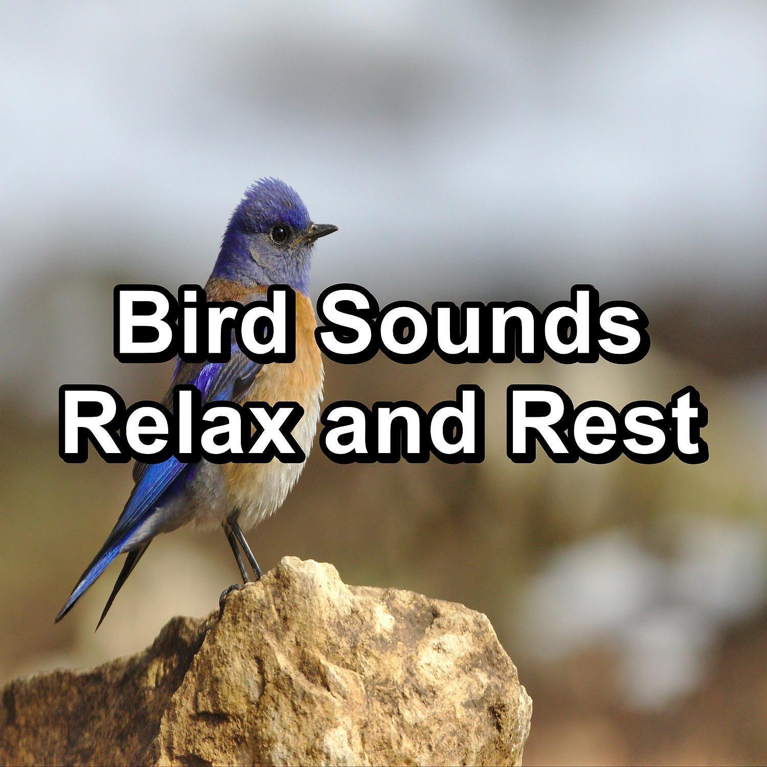 Bird Sound Collectors - Ambient Nature Sounds ASMR Instant Relaxing To Help with Relaxing