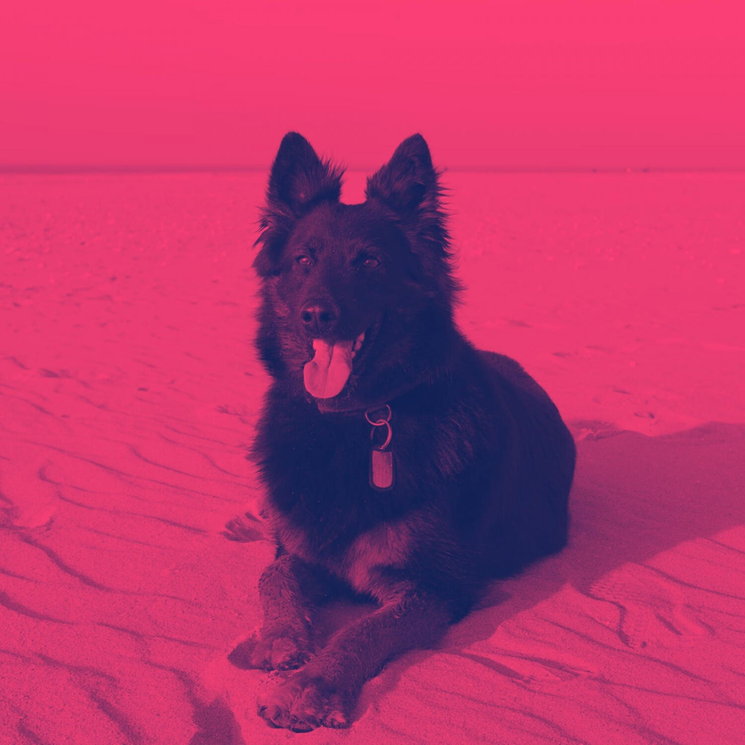 Dog Calming Music All-stars - Relaxed (Stressed Dogs)