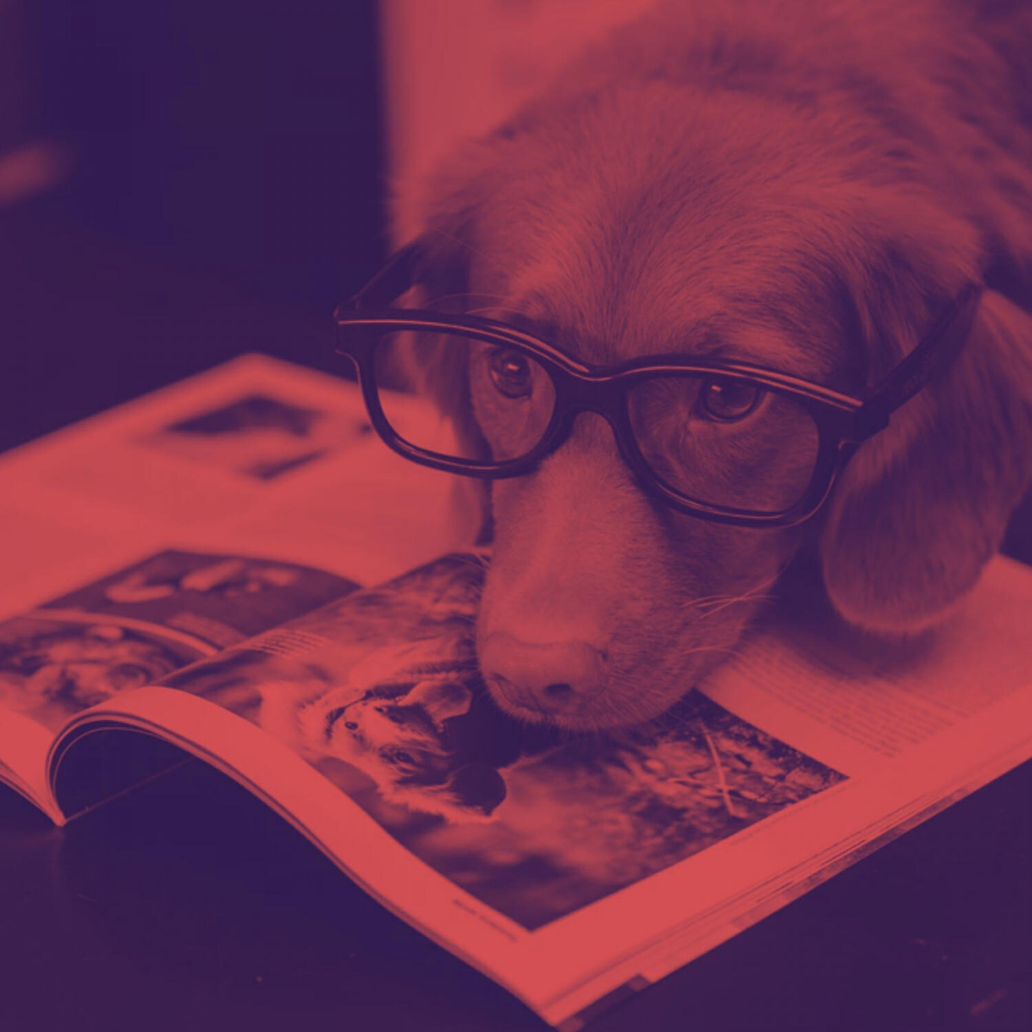 Dog Calming Music Collections - Playful (Dog Anxiety)