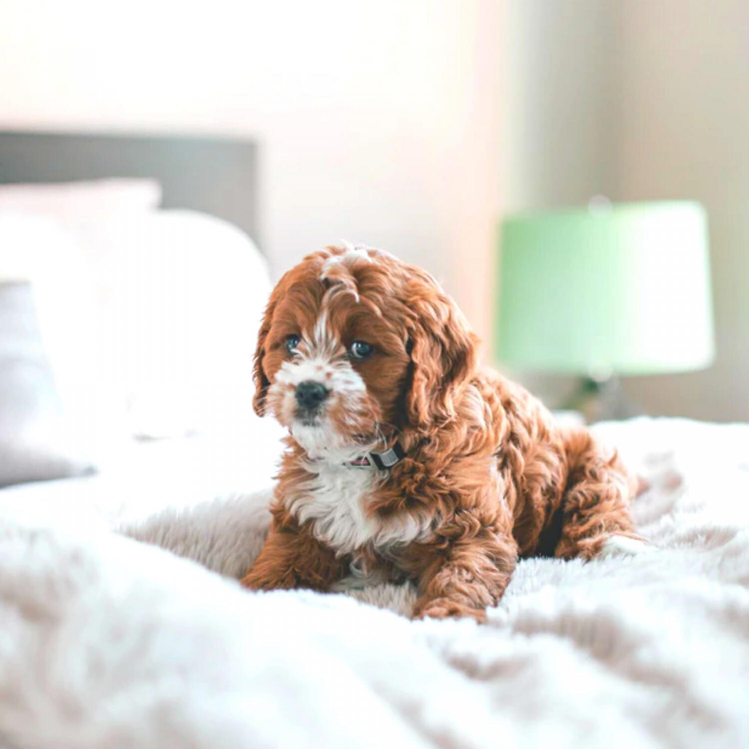 Dog Calming Music Playlist - Atmospheric (Music)