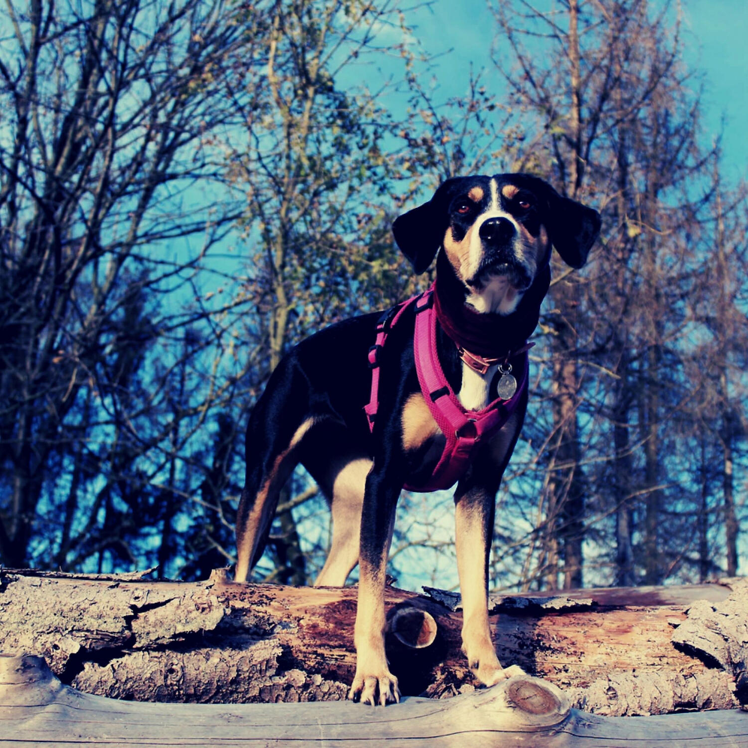 Amazing Dog Calming Music - Calm - Music