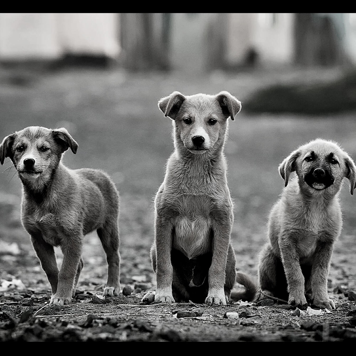 Dog Calming Music Collections - Music (Resting Puppies)