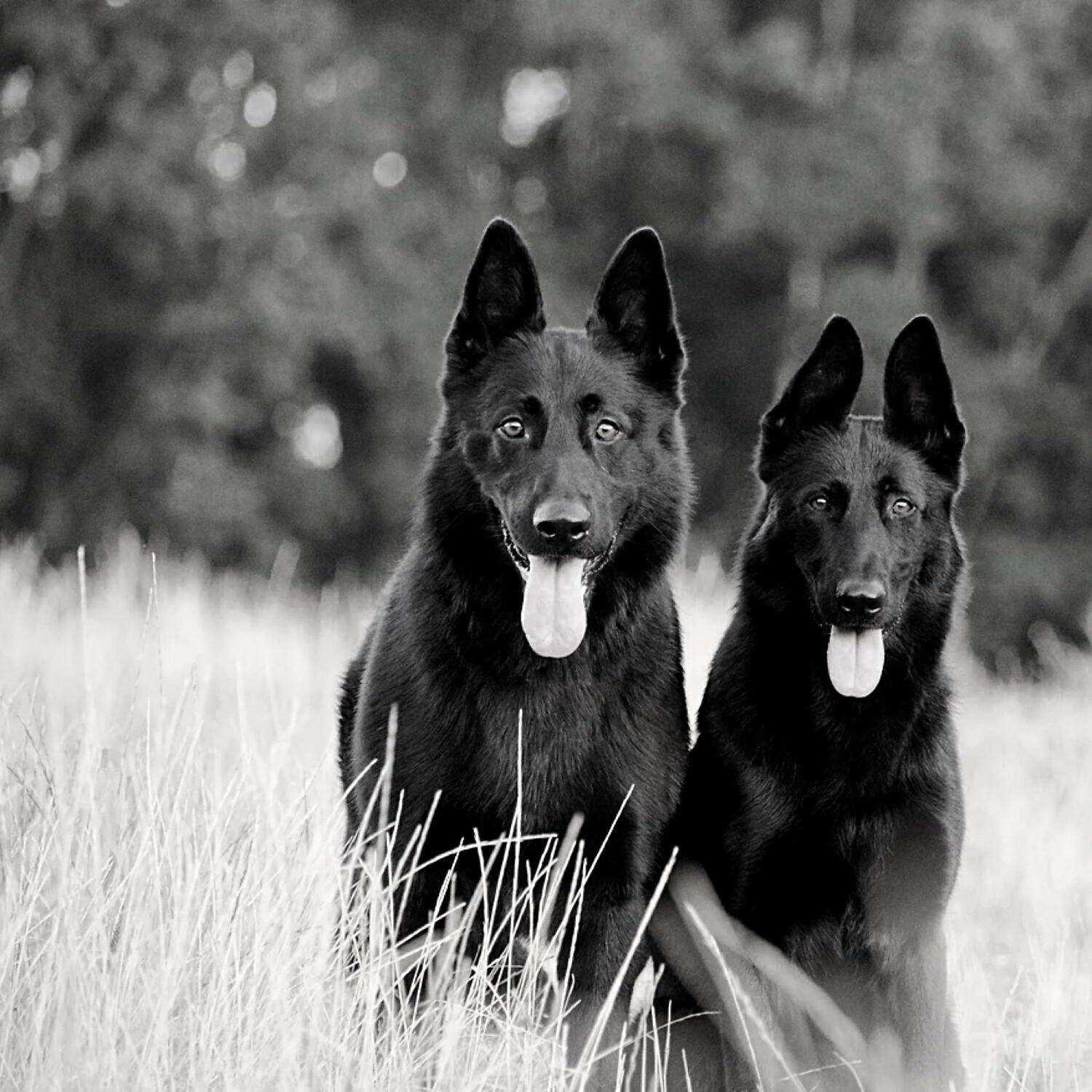 Cheerful Dog Calming Music - Feelings - Calming Your Dog