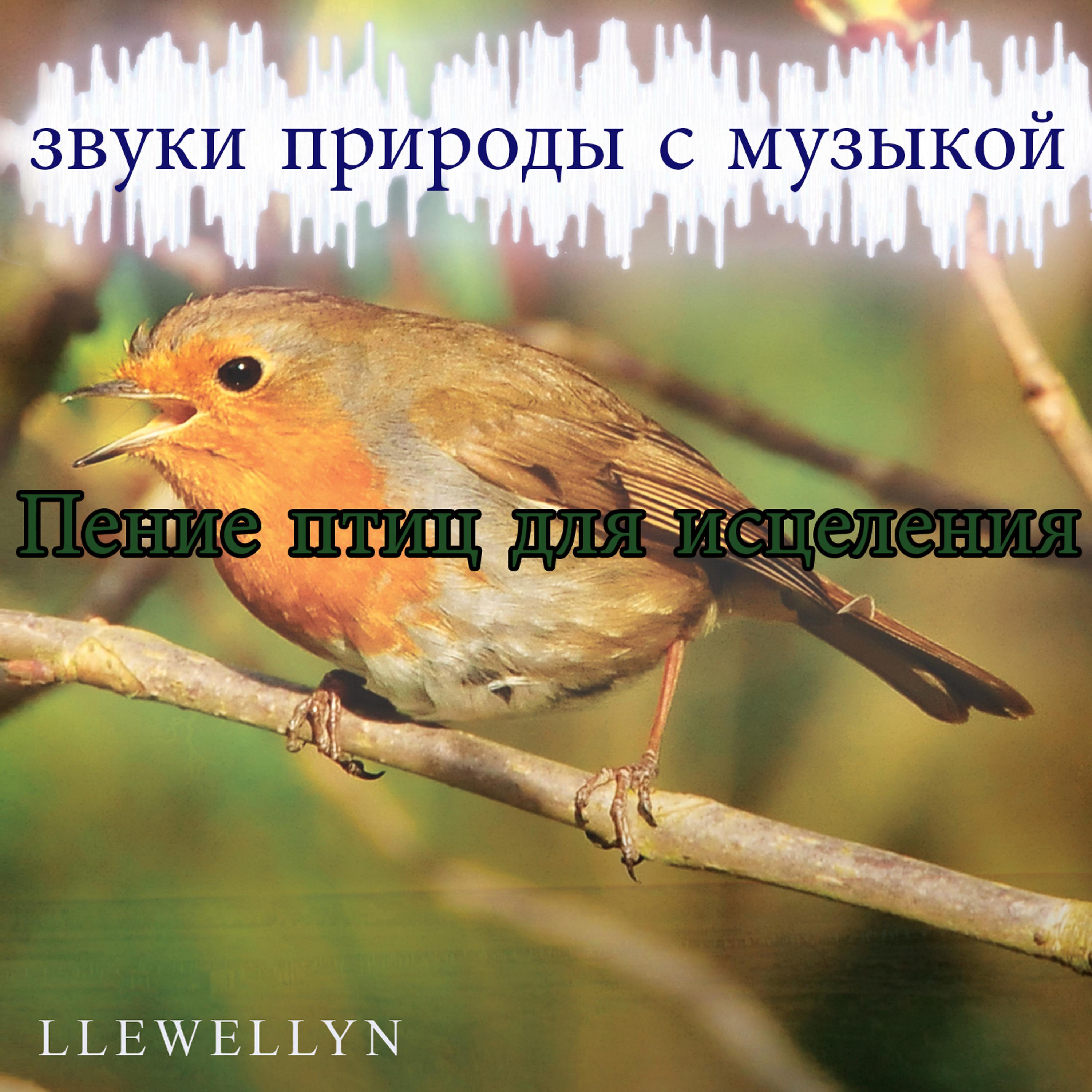 Постер альбома Пение птиц для исцеления: звуки природы с музыкой