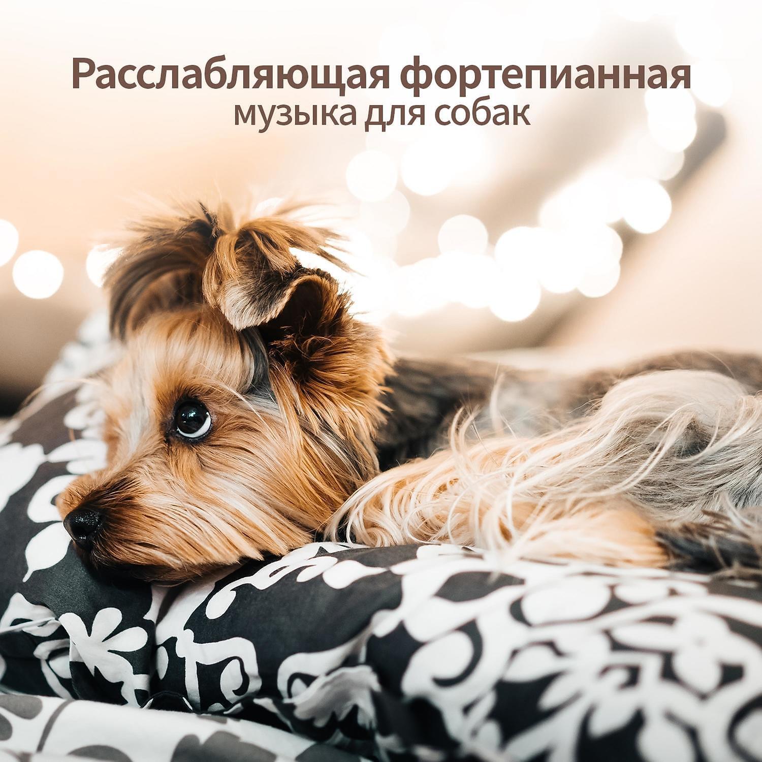 RW Музыка для любимой собаки - Спокойная фортепианная музыка для собак