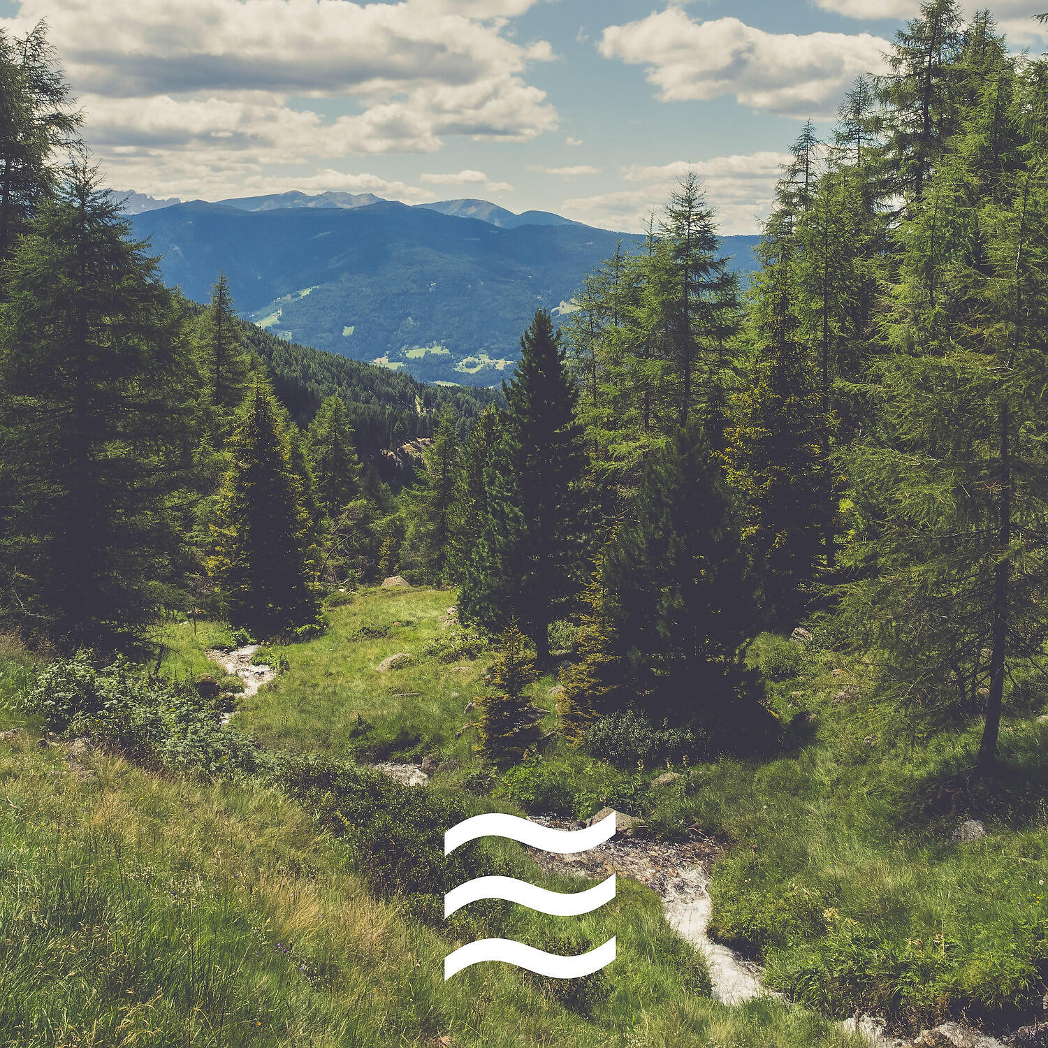 Relaxation Ambient of Forest and Birds Noises - Calmful Forest Nature Soughs