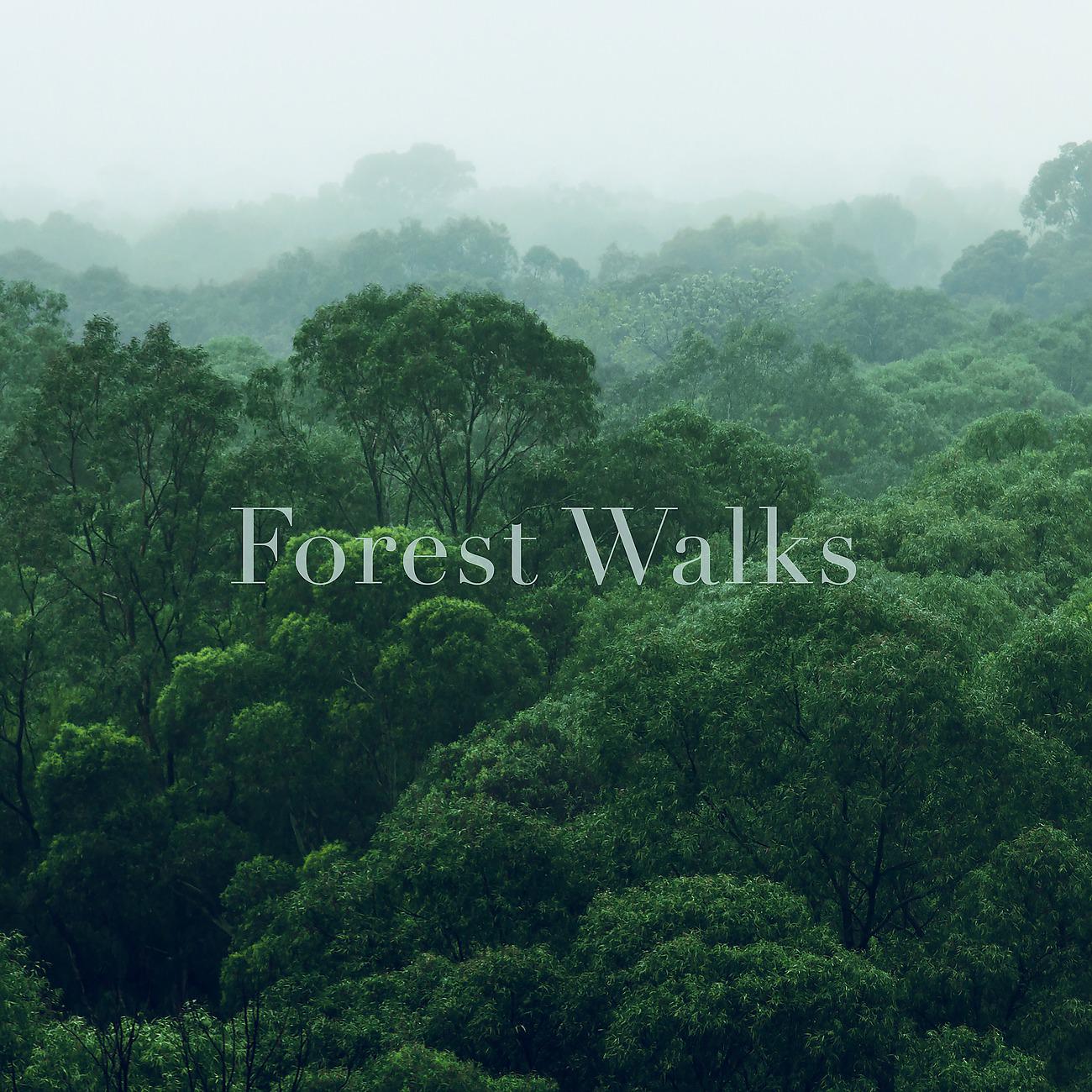 Постер альбома Forest Meditation