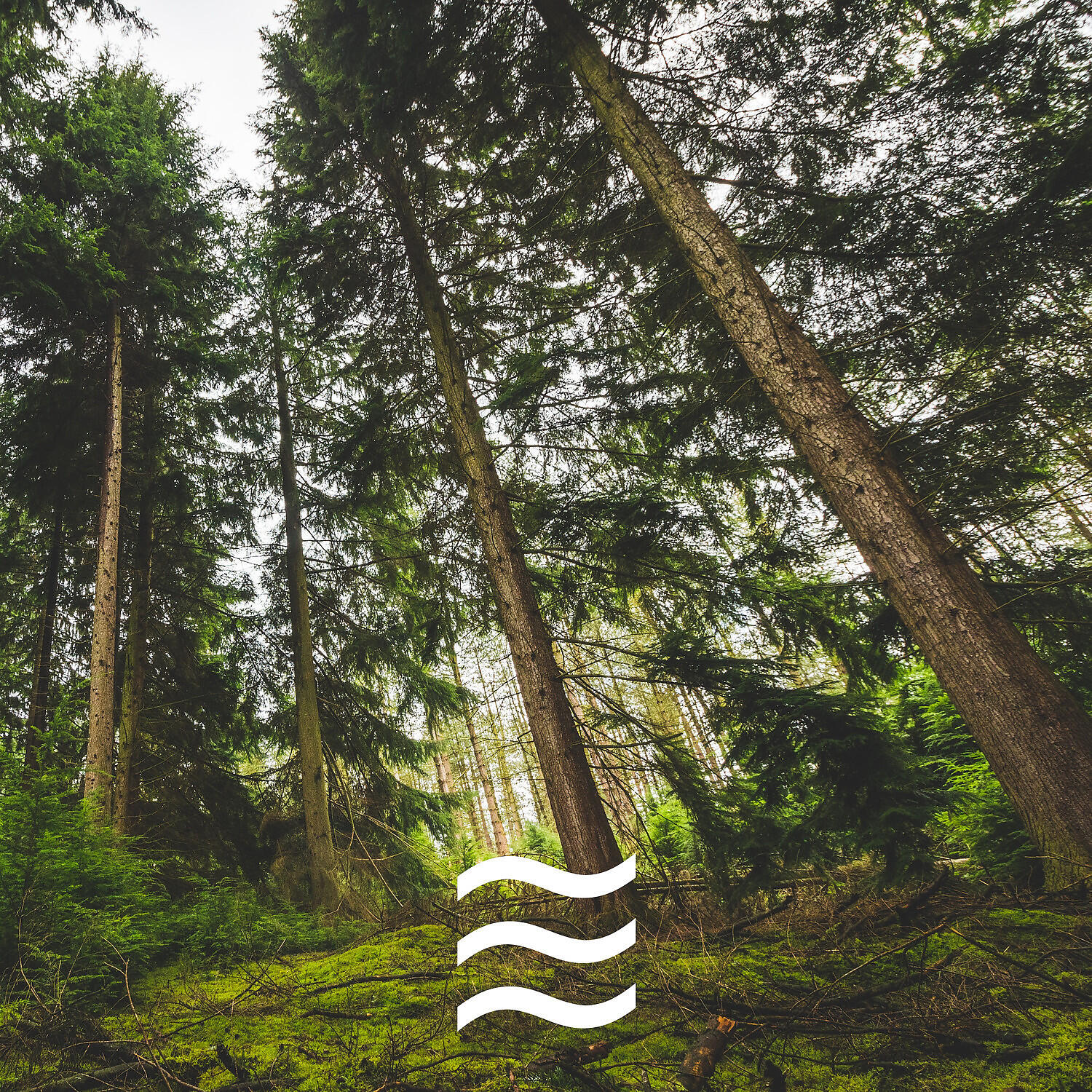 Nature Simple Sounds for Home Office - Sounds of Relaxing Nature