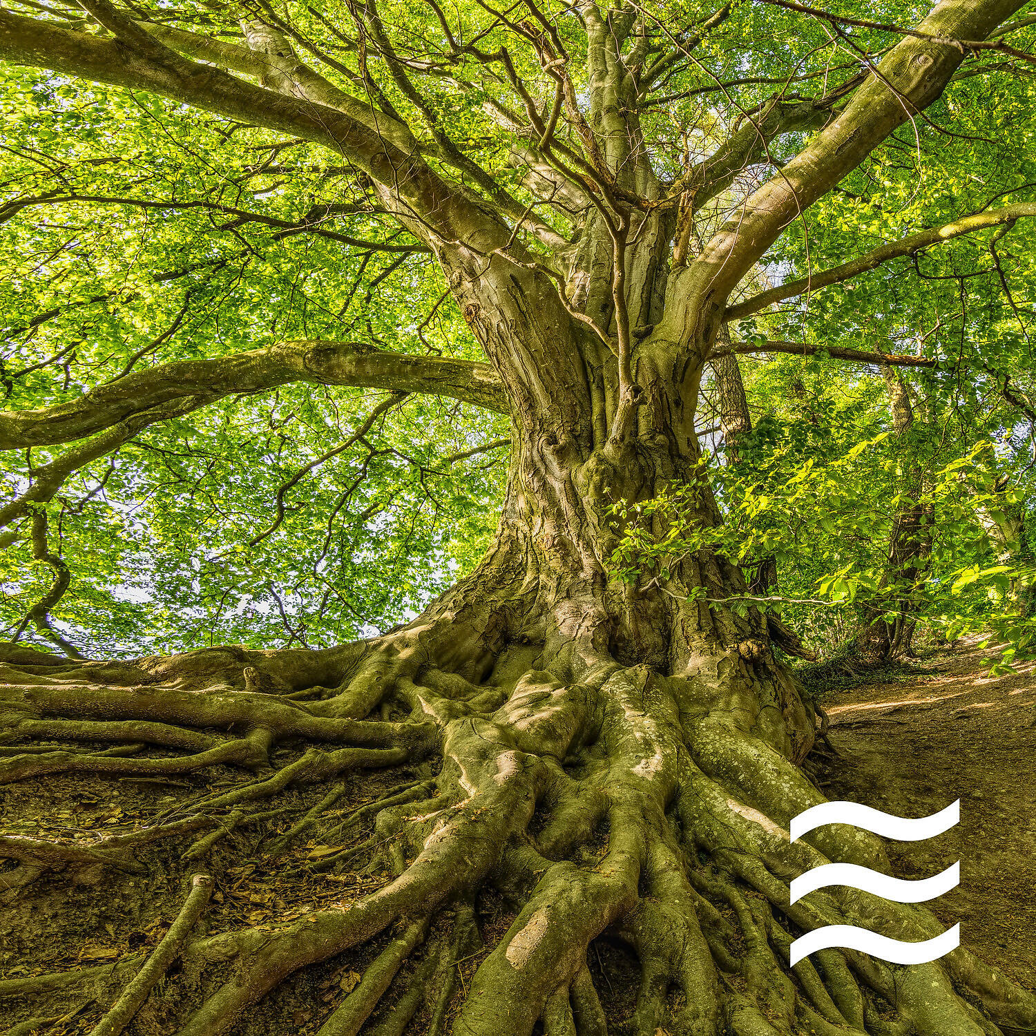 Nature Simple Sounds for Home Office - Still Noises of Nature for Home Office