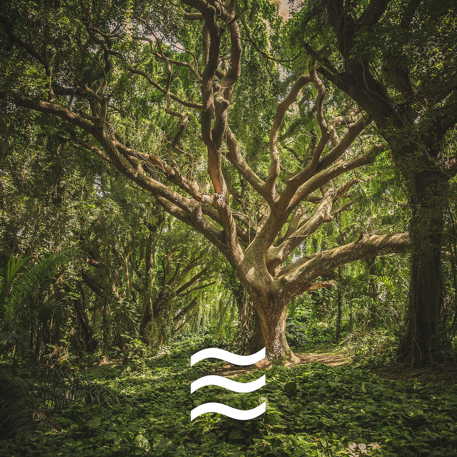 Sleepful Soughs and Forest - Noisy Tones of Forest with Noises for Kids