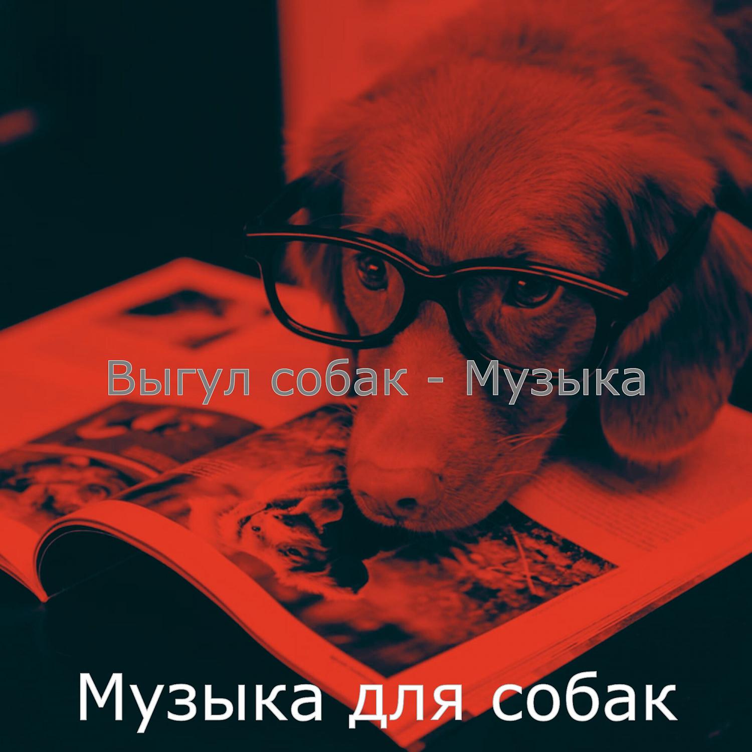 Постер альбома Выгул собак - Музыка