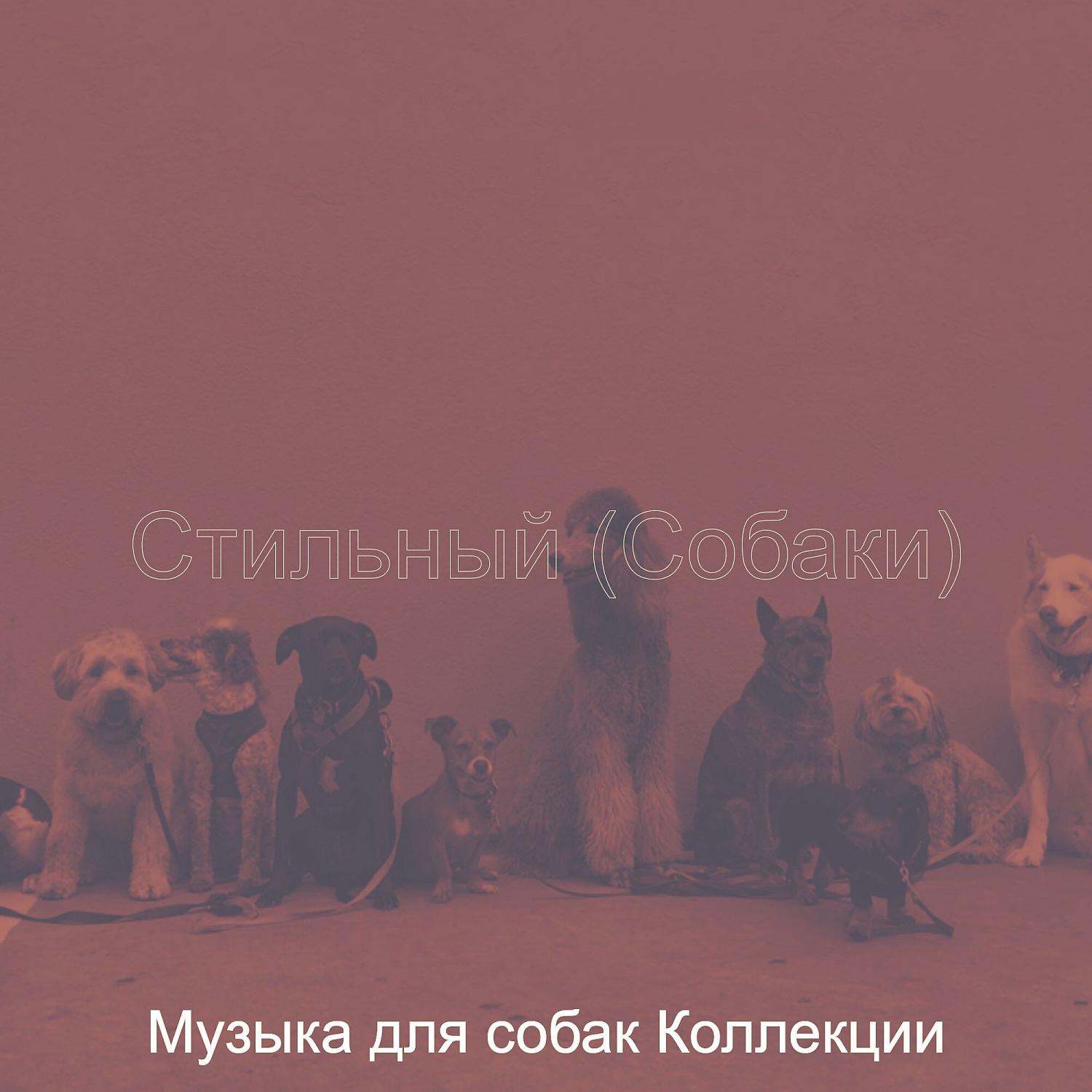 Постер альбома Стильный (Собаки)
