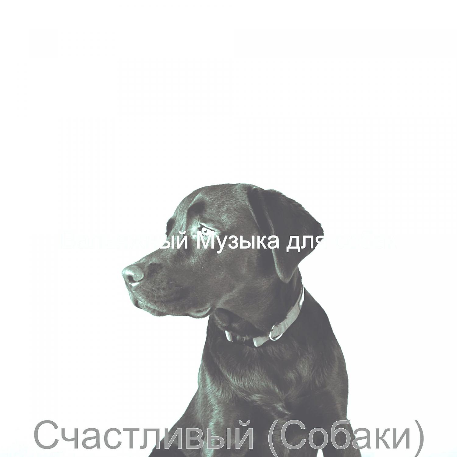 Постер альбома Счастливый (Собаки)