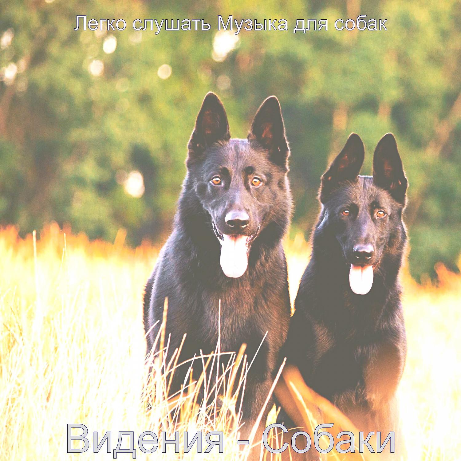 Постер альбома Видения - Собаки