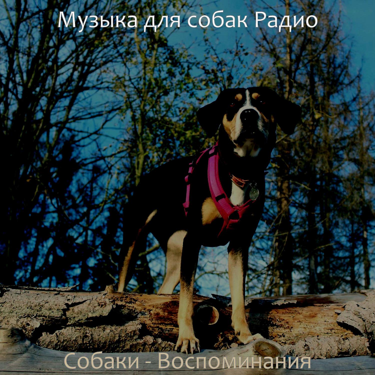 Постер альбома Собаки - Воспоминания