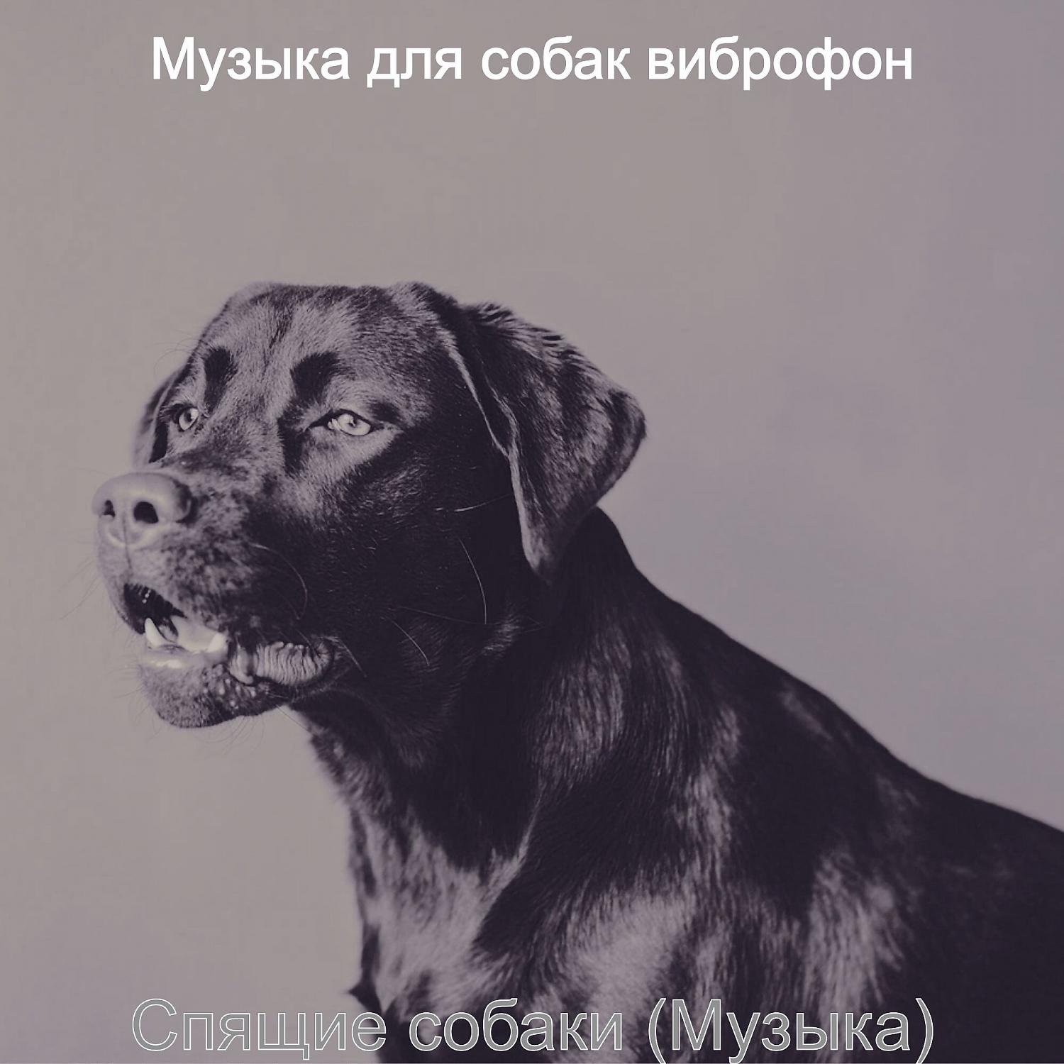 Постер альбома Спящие собаки (Музыка)