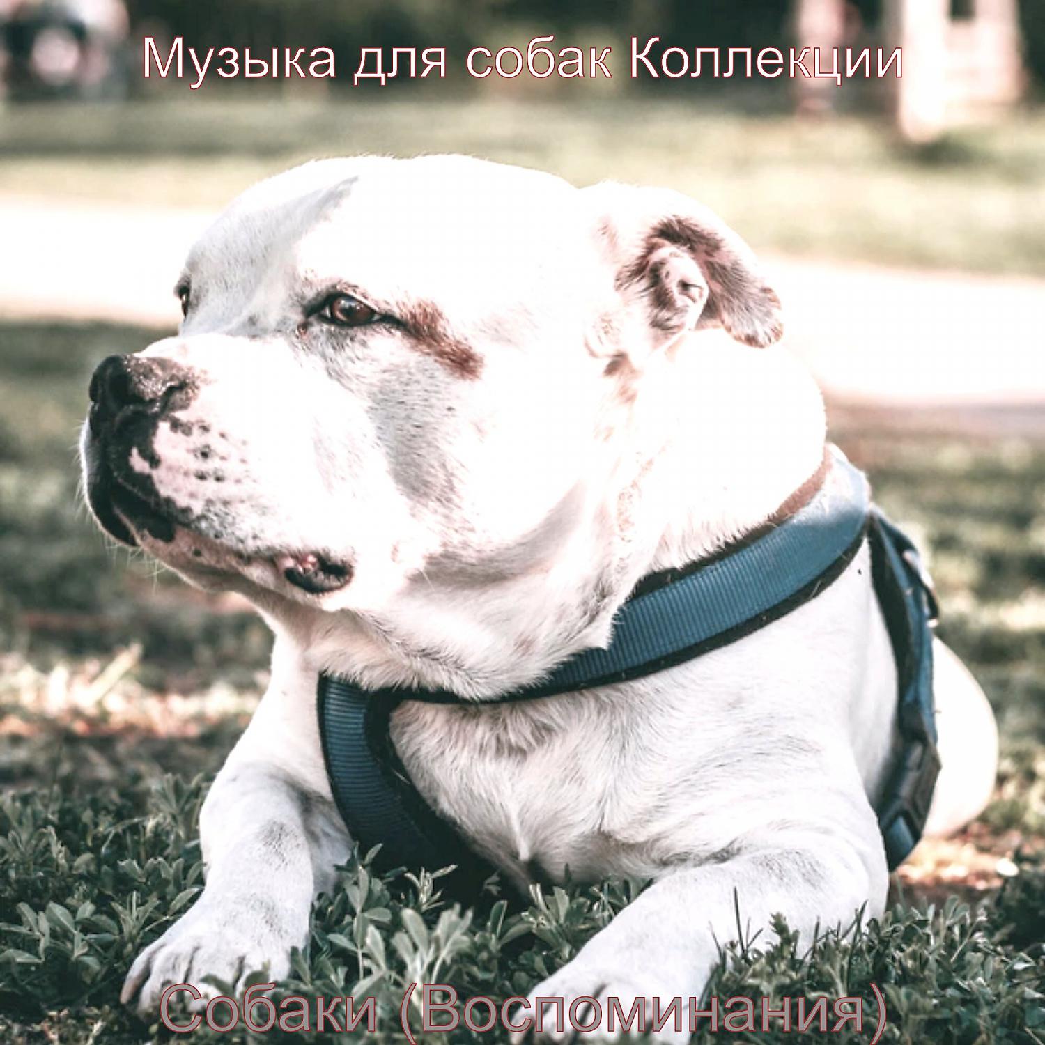 Постер альбома Собаки (Воспоминания)
