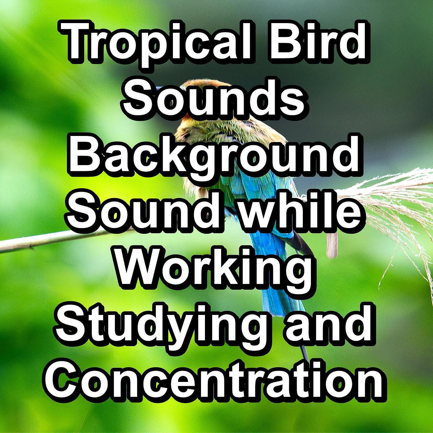 Nature Bird Sounds - Tropical Birds For Concentration For Babies and Infants