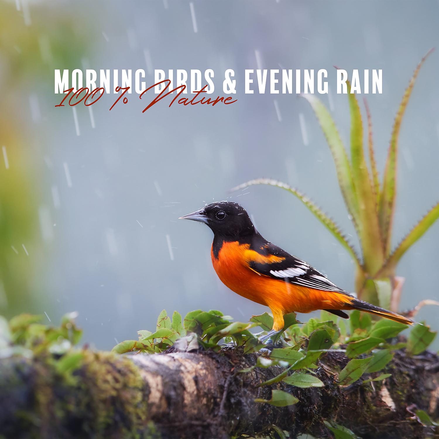 Постер альбома Morning Birds & Evening Rain: 100 % Nature
