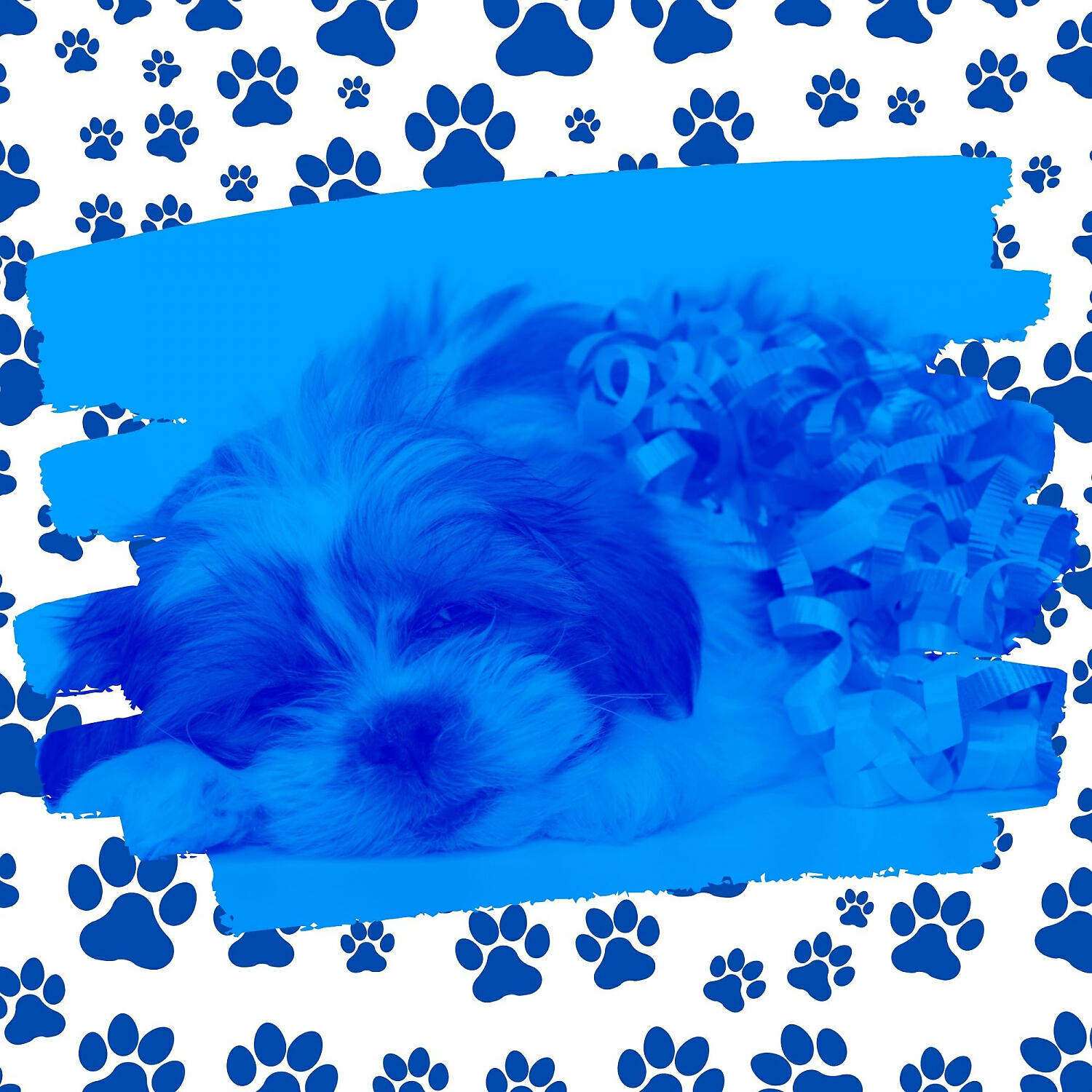 Relaxing Dog Music All-stars - Casual Moods for Relaxing Your Dog