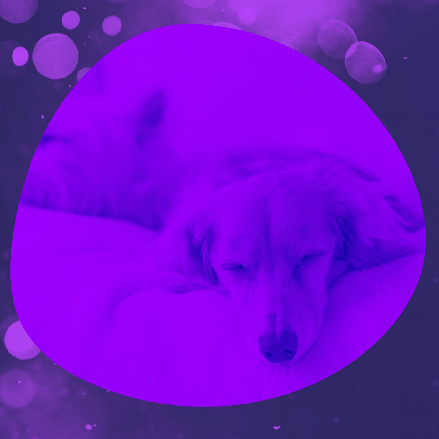 Relaxing Dog Music Play List - Spacious Music for Ambiance