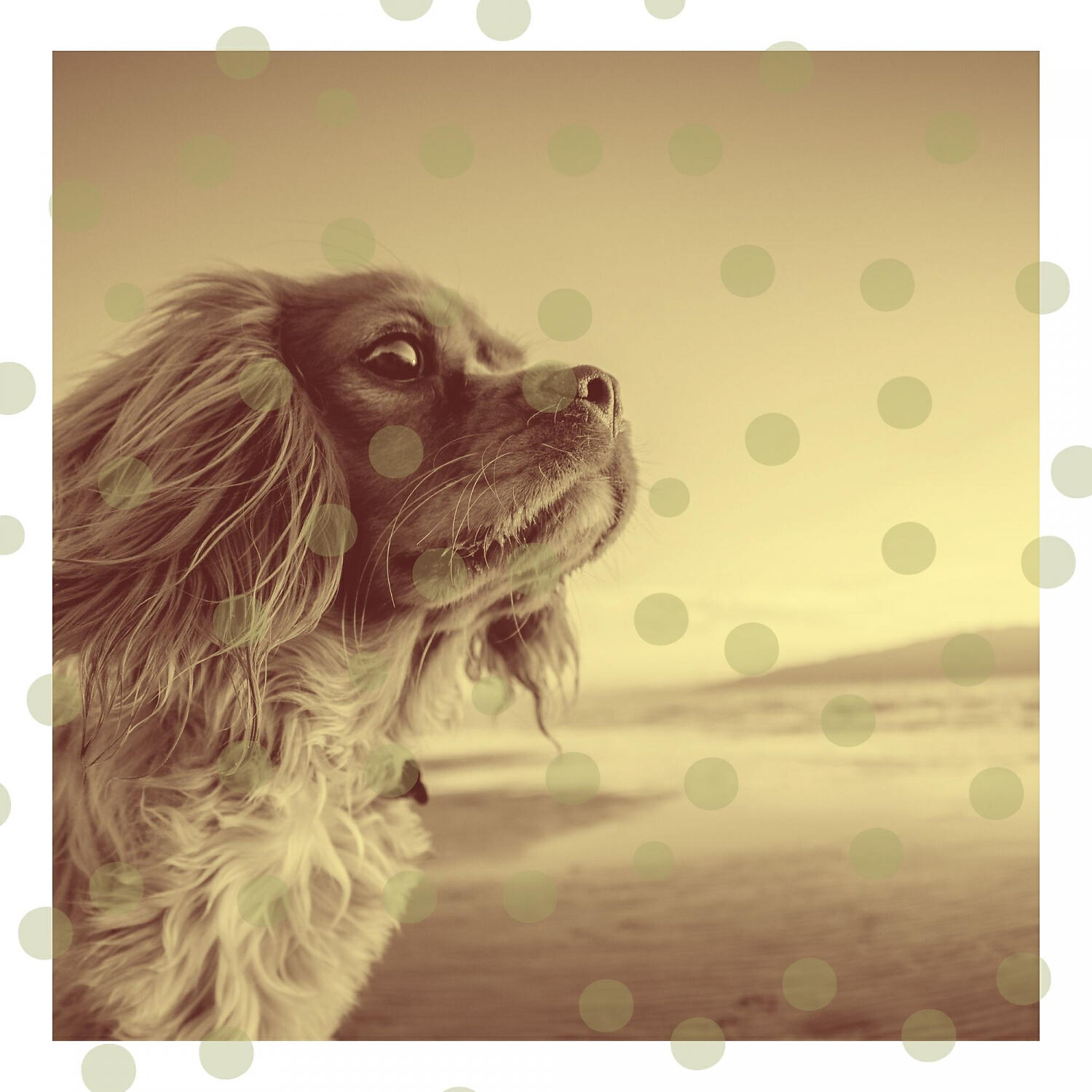 Relaxing Dog Music Orchestra - Stellar Ambience for Stressed Out Dogs