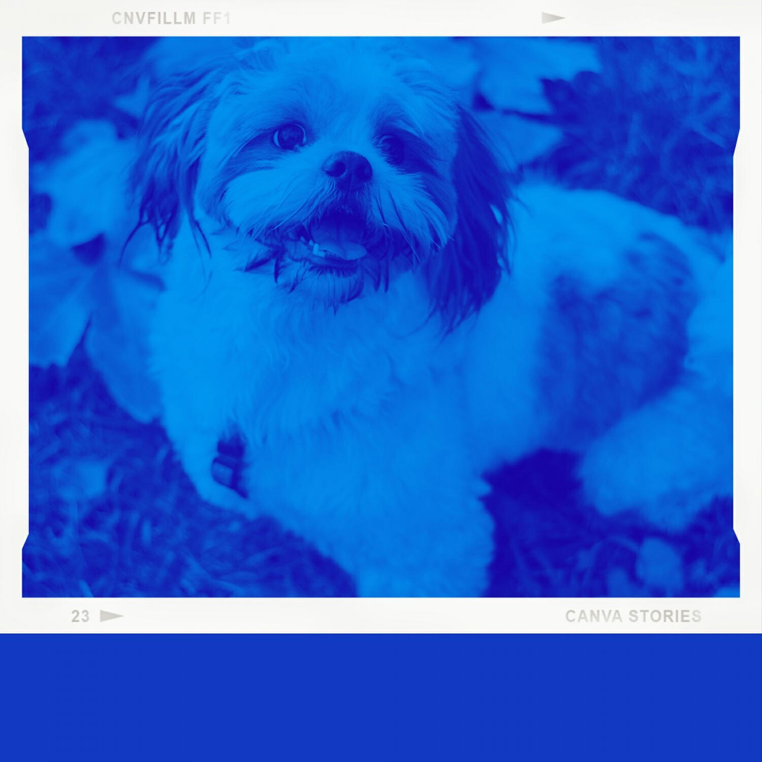 Relaxing Dog Music Groove - Fabulous Music for Echos