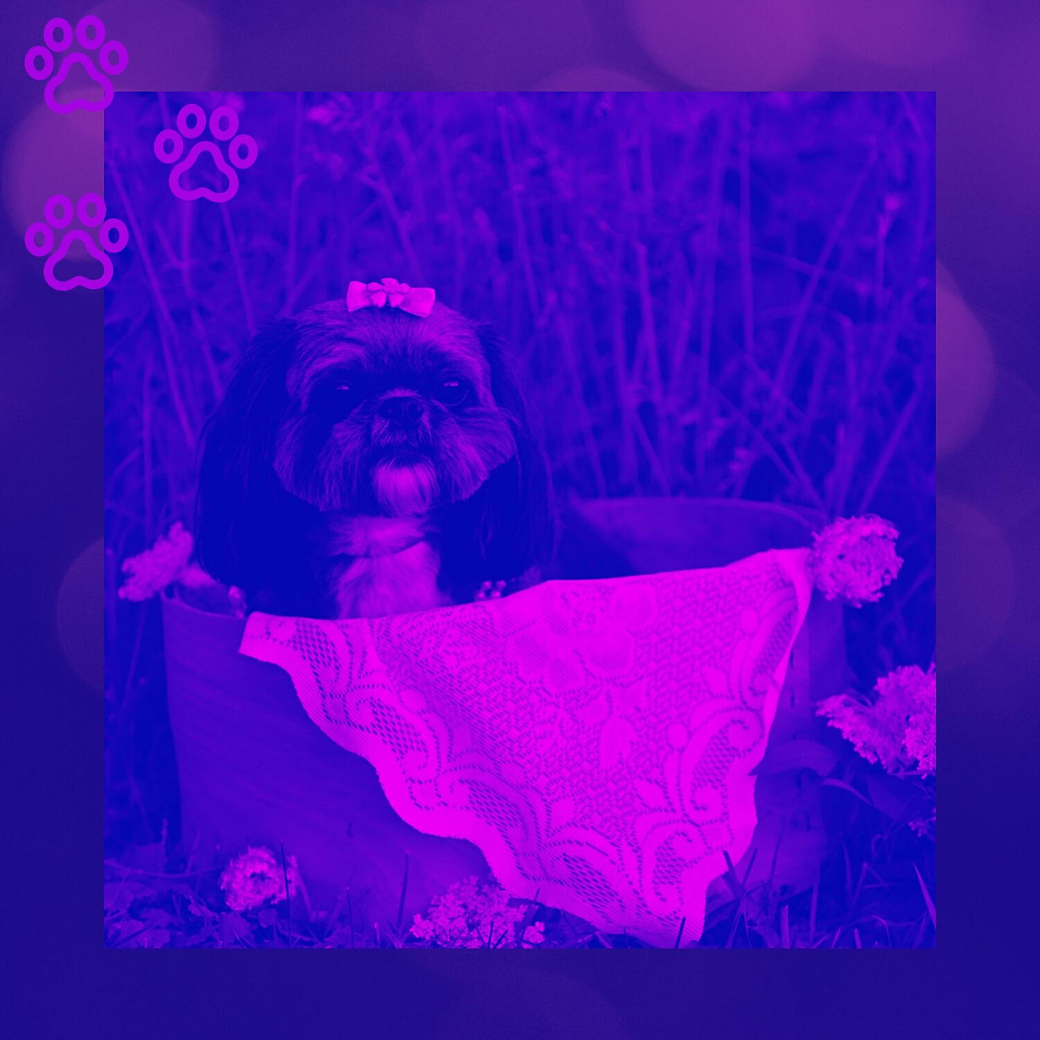 Relaxing Dog Music Collections - Urbane Music for Calming Your Puppy