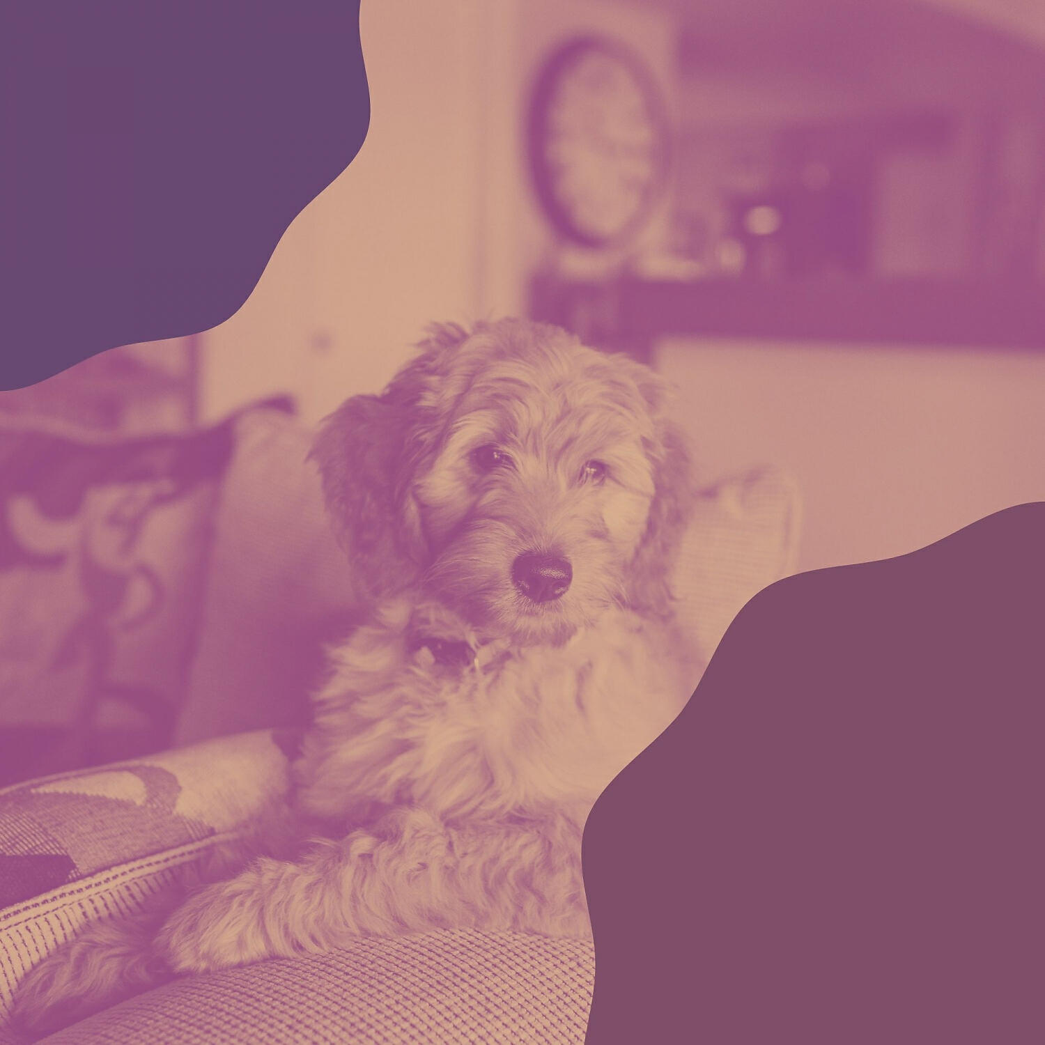 Relaxing Dog Music Classics - Distinguished Backdrops for Relaxing Your Dog