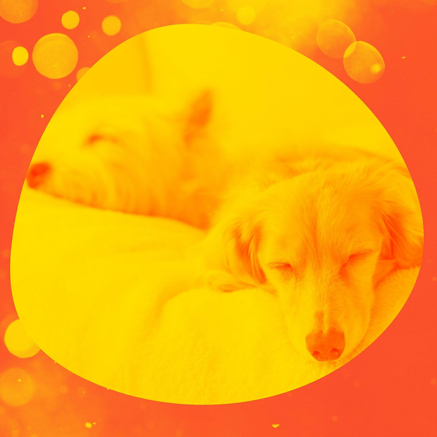 Relaxing Dog Music Orchestra - Brilliant Ambience for Relaxing Your Dog