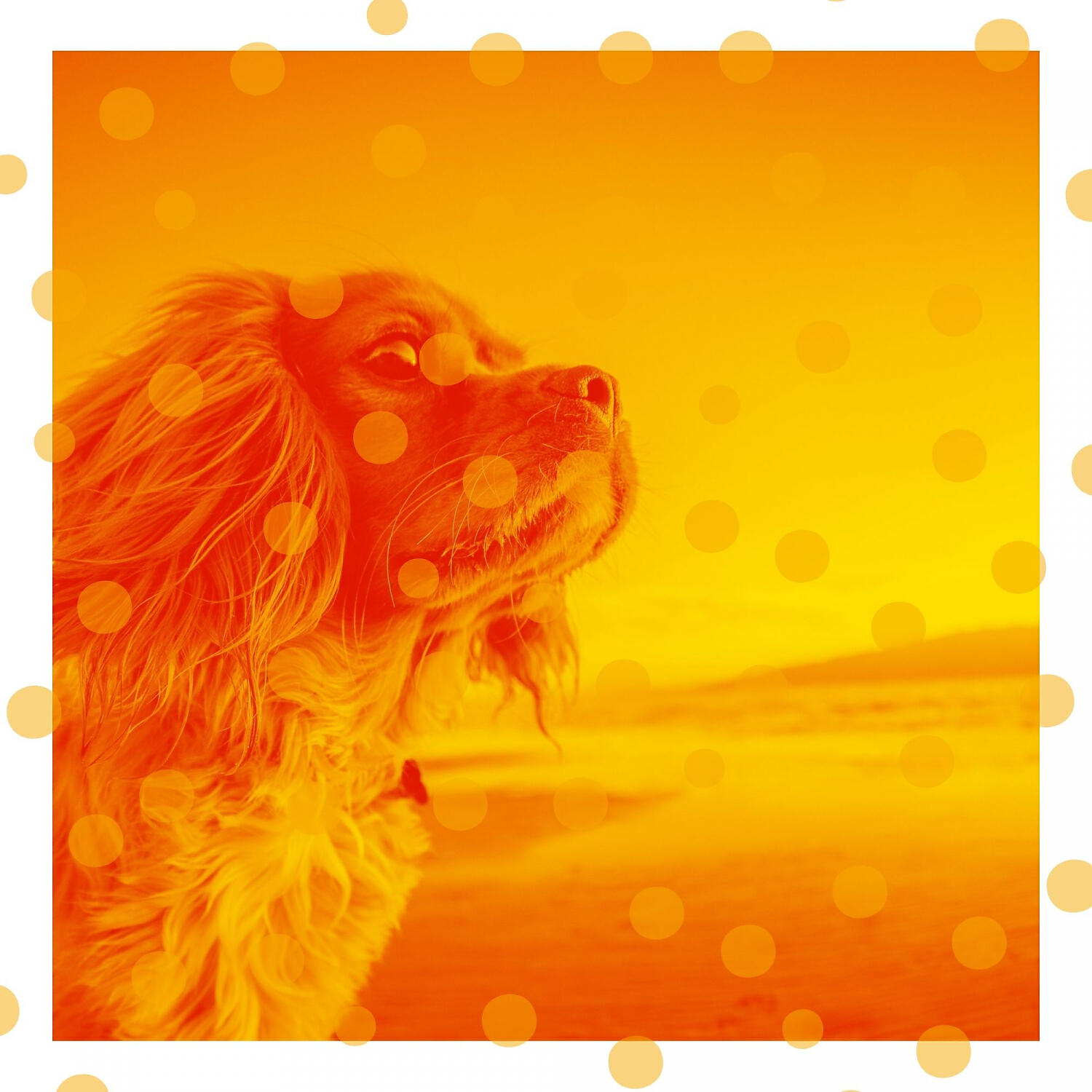 Relaxing Dog Music Lounge - Sprightly Sleeping Dogs