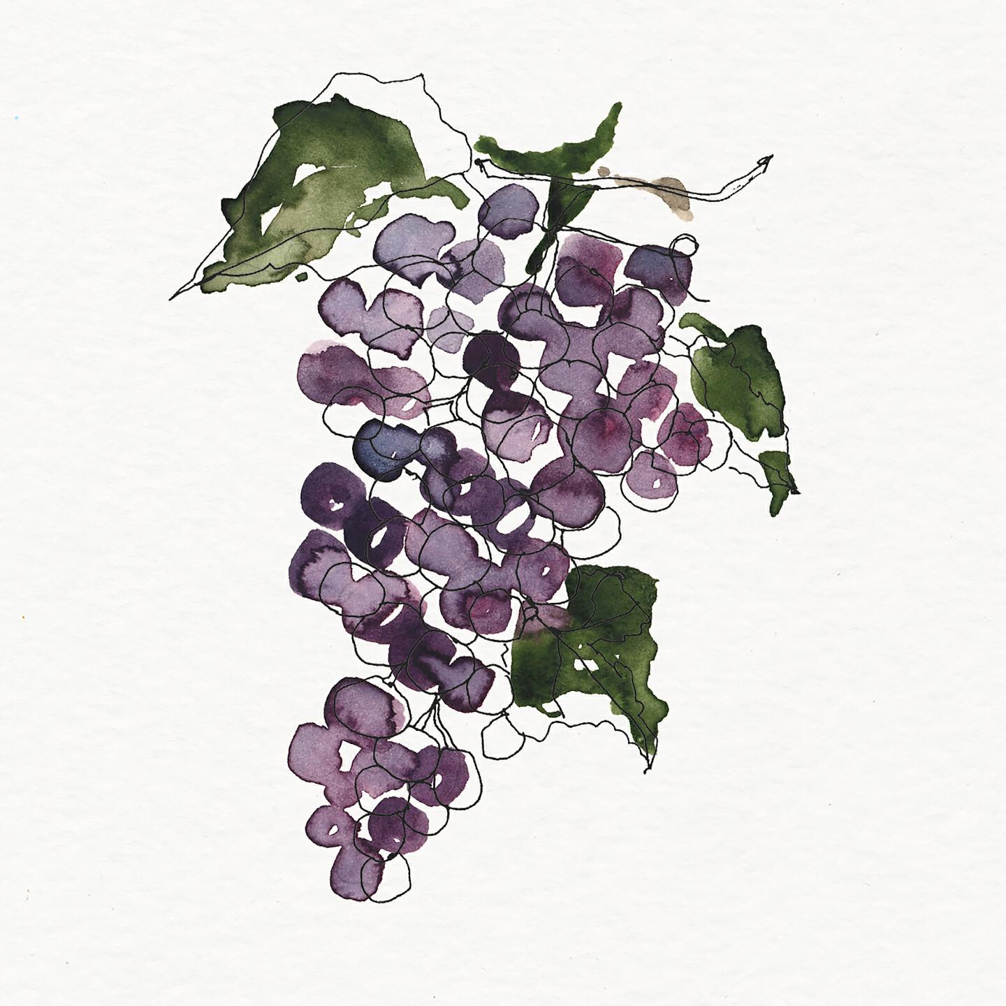 Phlocalyst - Chardonnay
