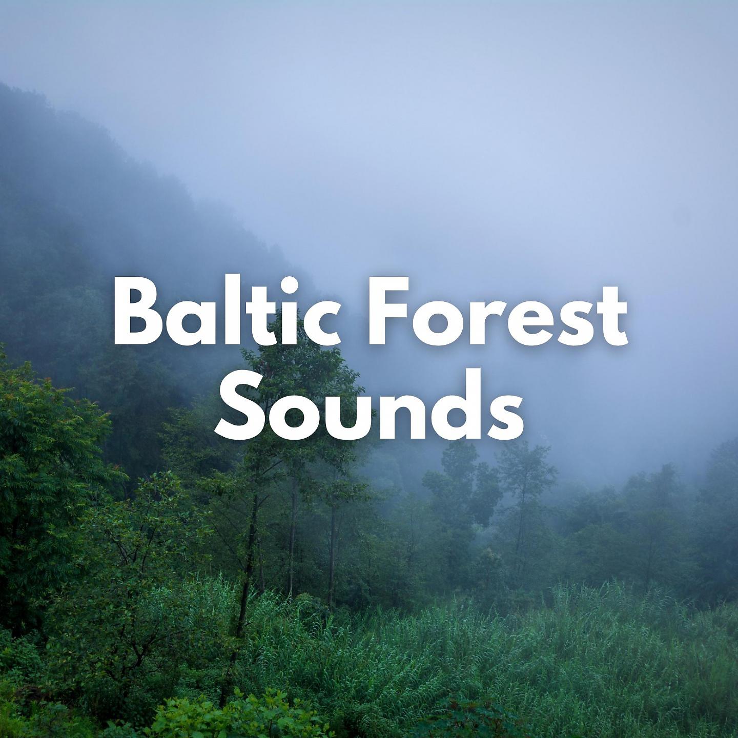 Постер альбома Baltic Forest Sounds