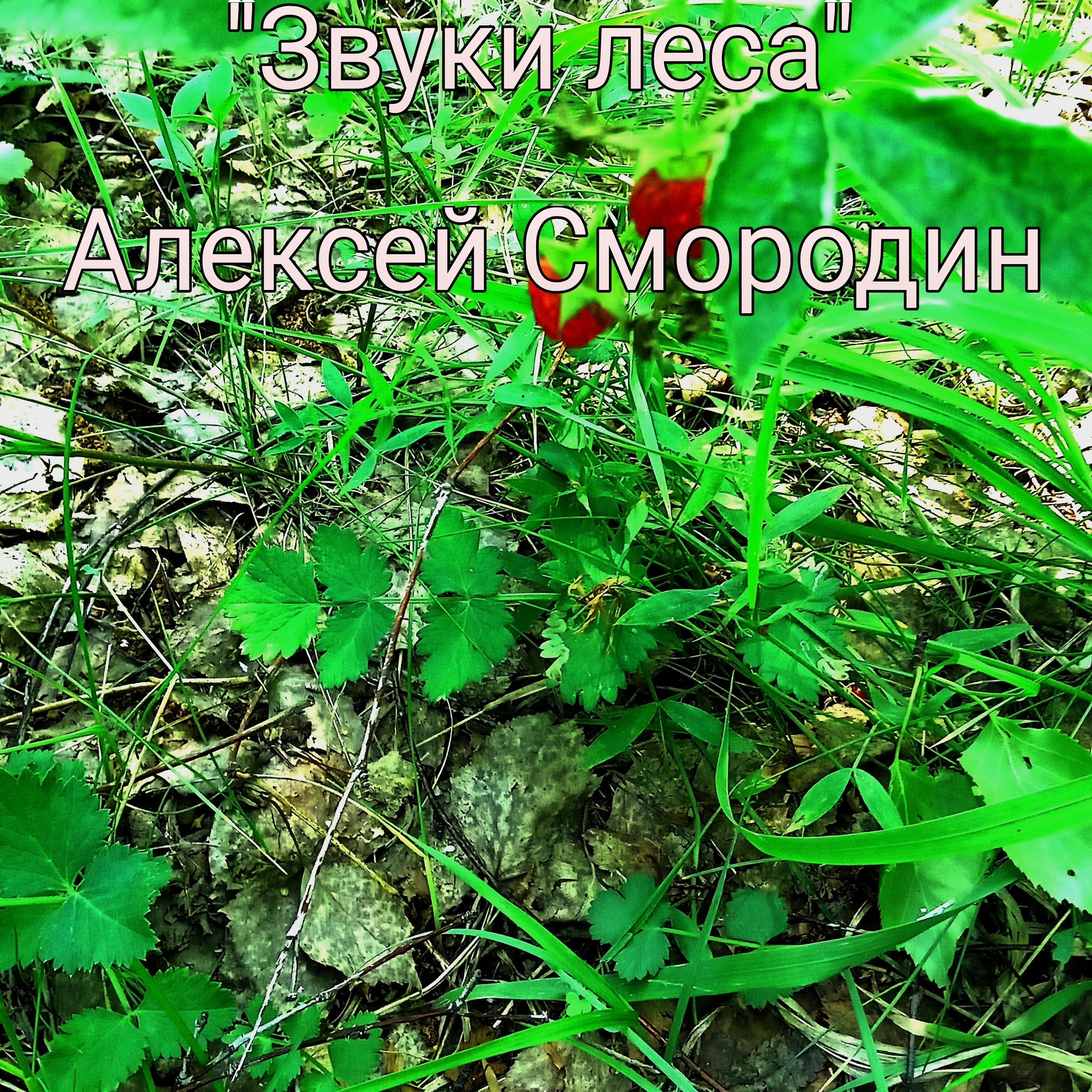 Постер альбома Звуки леса