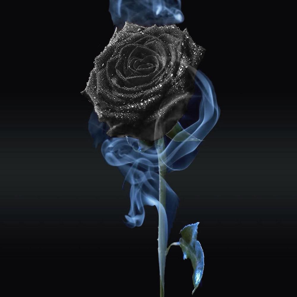 Постер альбома Она любила розы