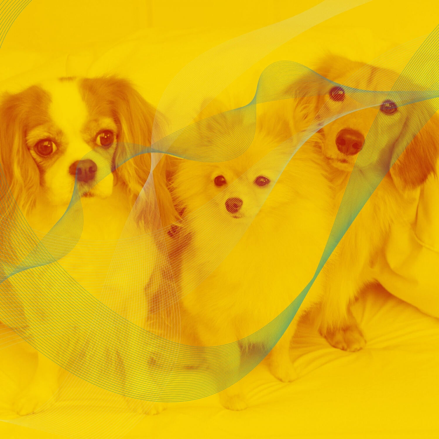 Comfortable Doggy Music - Background for Calming Your Dog
