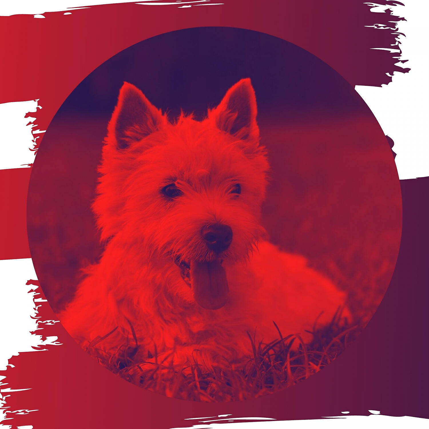 Amazing Relaxing Dog Music - Inspired Backdrops for Dog Walking