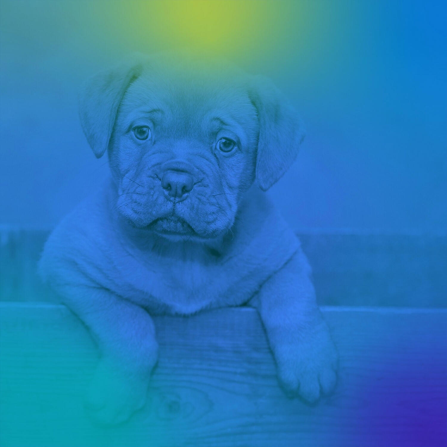 Music for Dogs Playlist - Modern Moods for Relaxing Your Dog