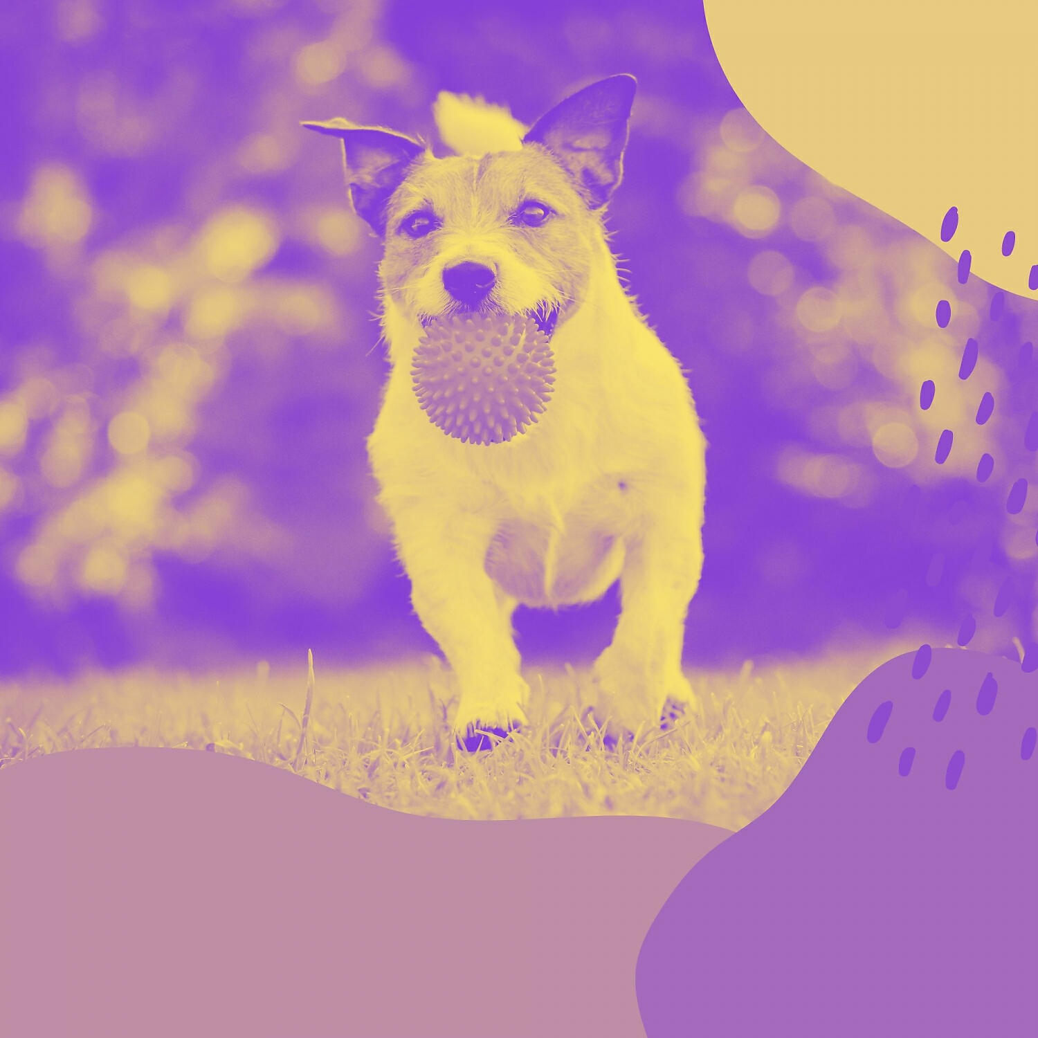 Relaxing Dog Music Society - Excellent Calming Dogs