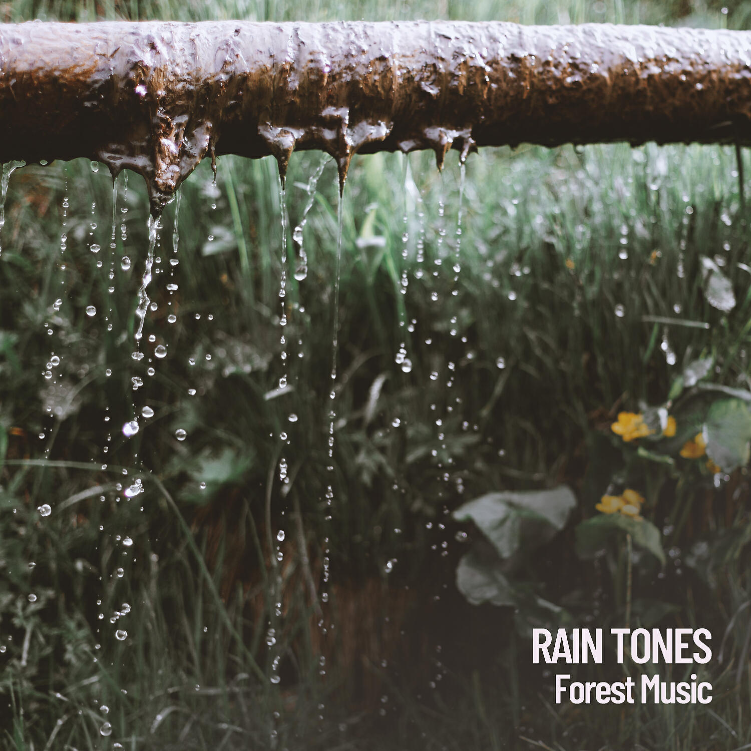 FOCUS - Rainy Happy Days