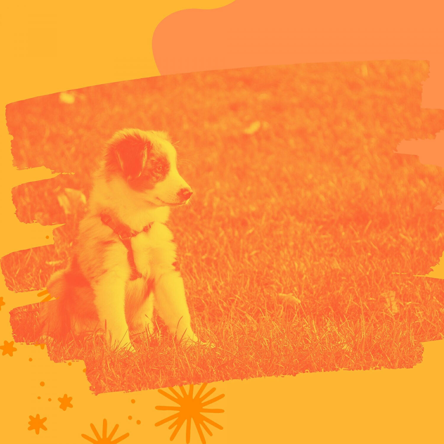 Relaxing Dog Music Lounge - Marvellous Ambience for Doggy Stress